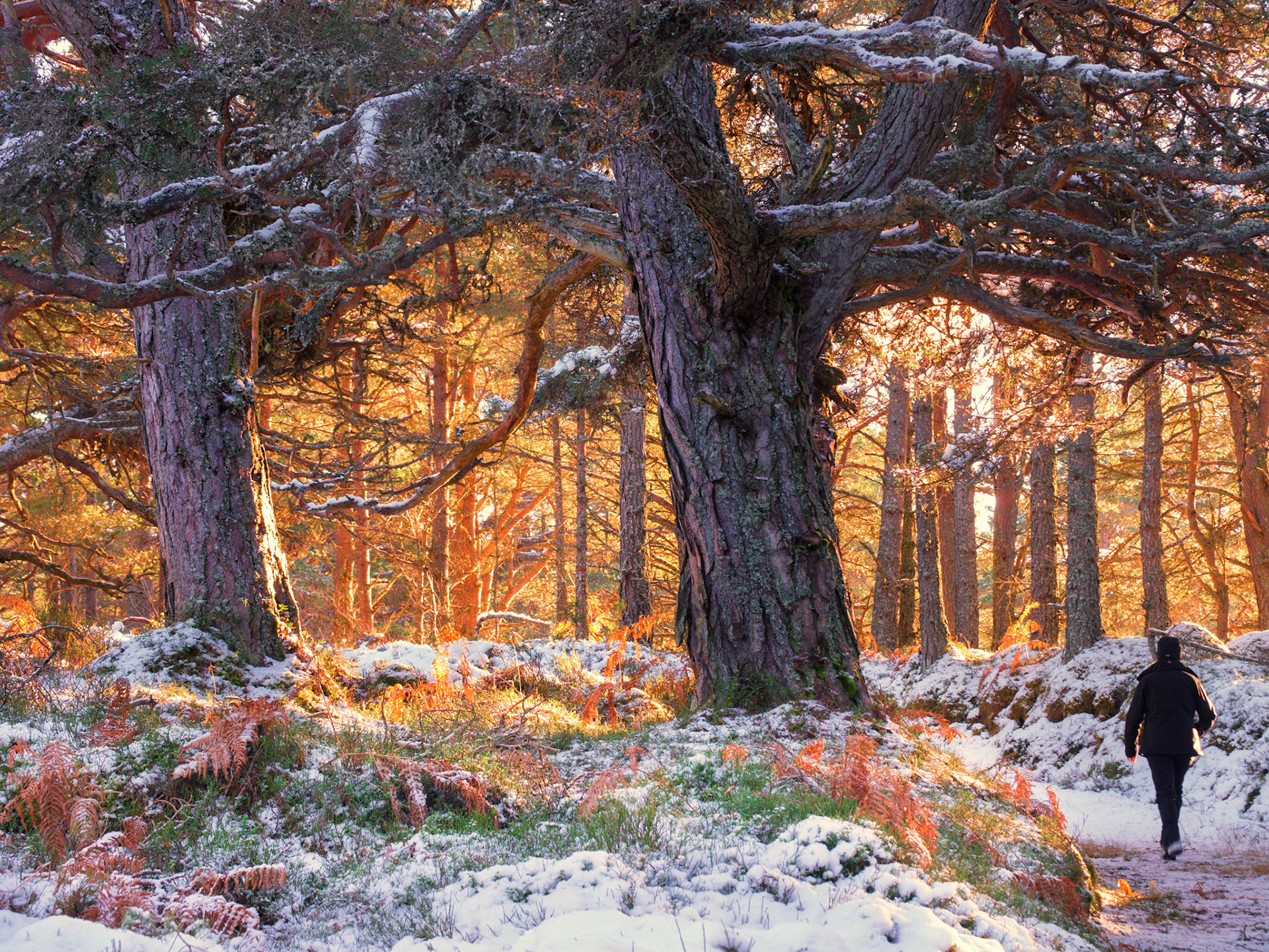 Caledonian pinewood (with Pinus sylvestris)in Winter with walking figure