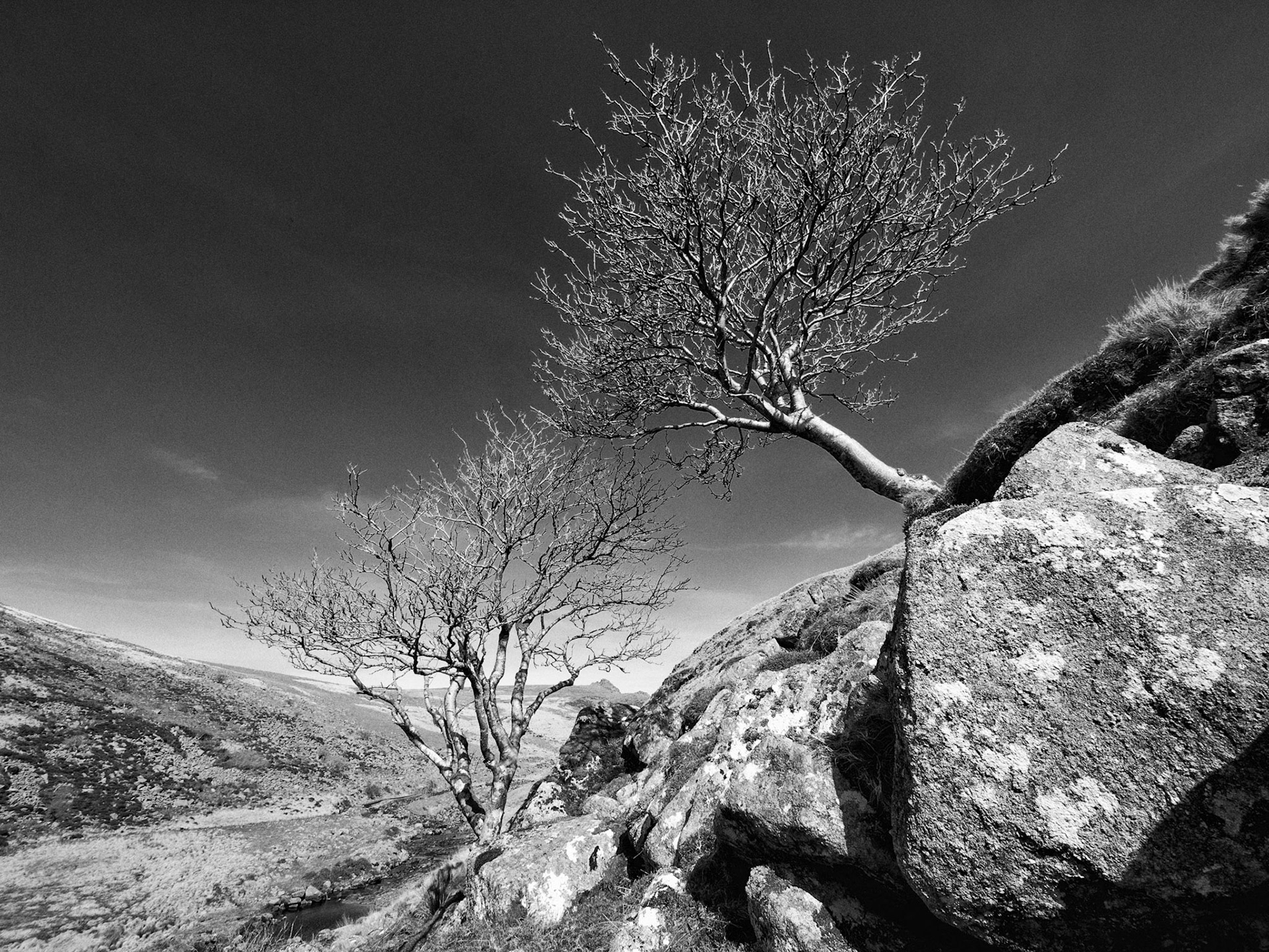 Two rowan (Sorbus aucuparia) trees on Dartmoor