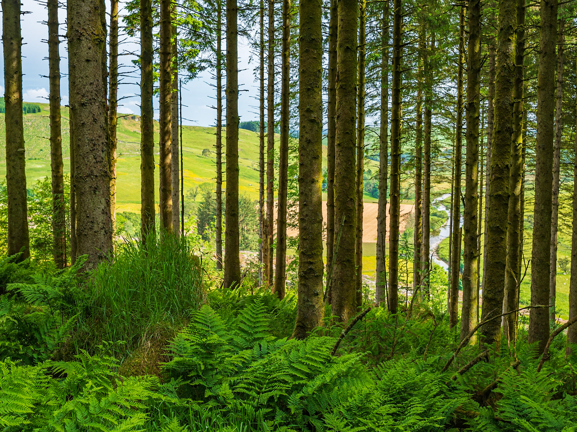 Productive forest in Dumfries & Galloway