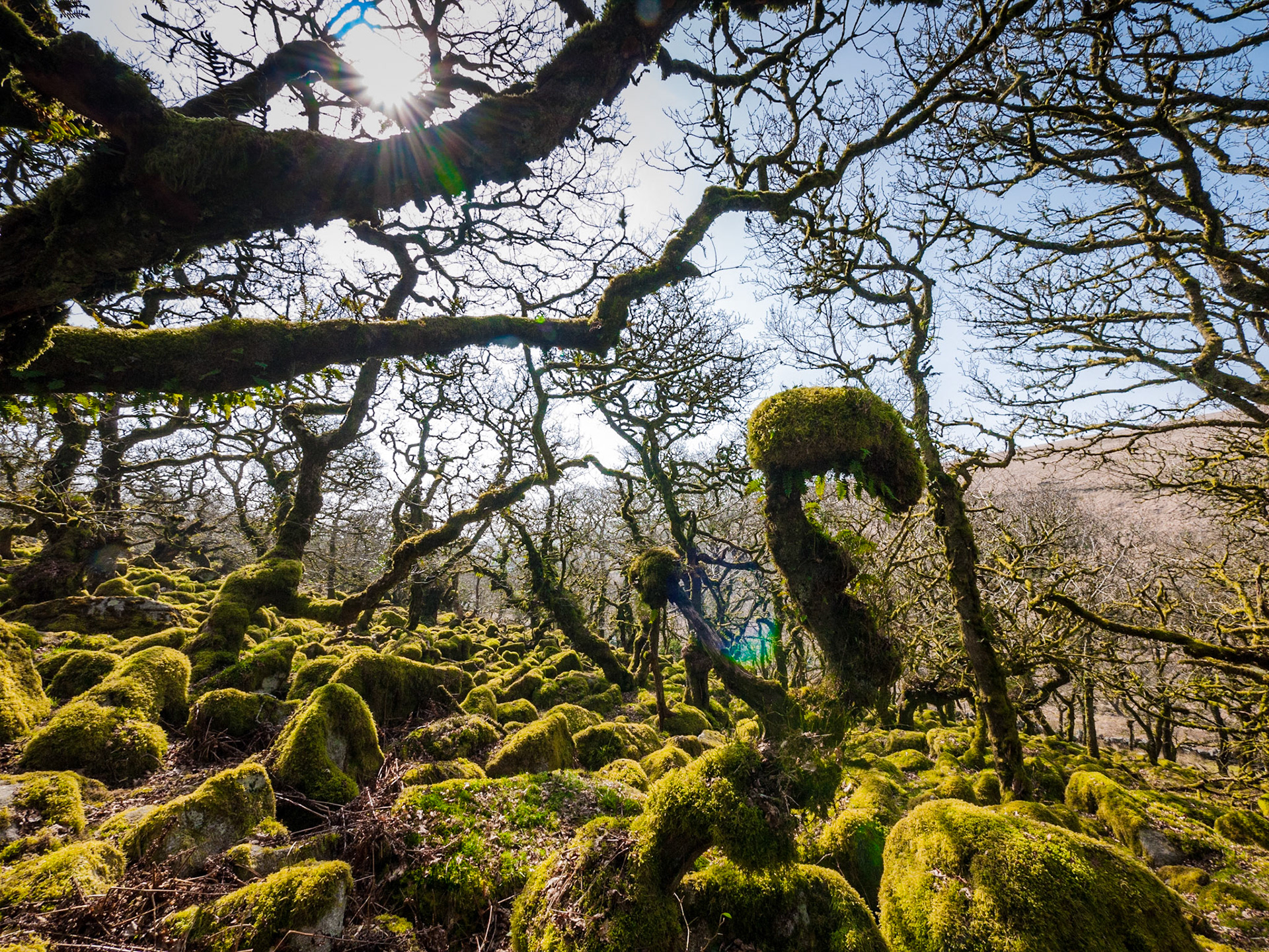 Ancient oak trees in Wistmans Wood, Devon