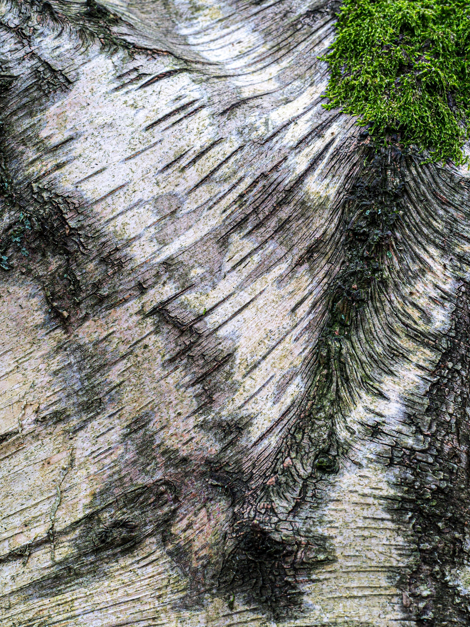 Birch bark
