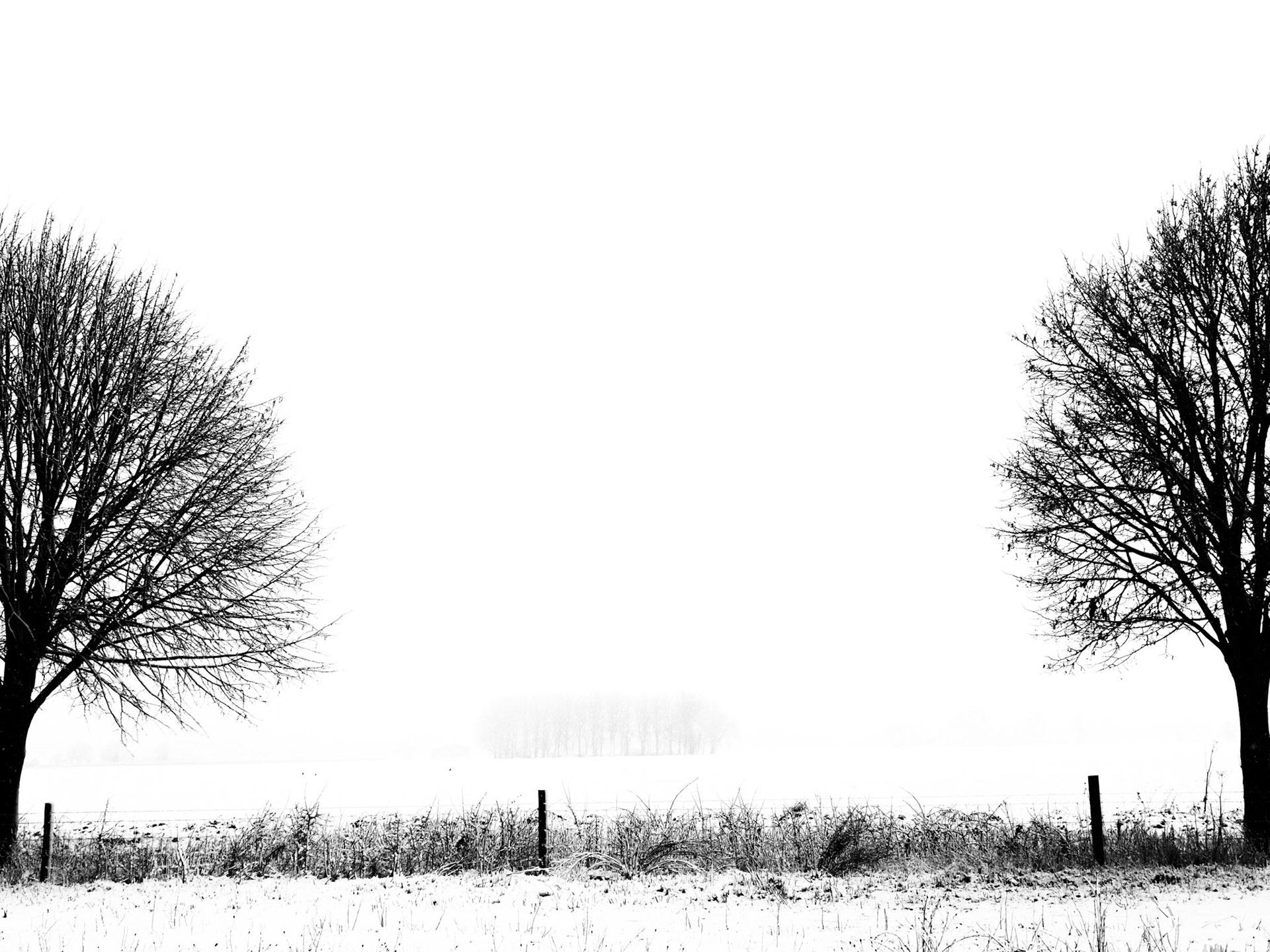 Winter Tree Plantation