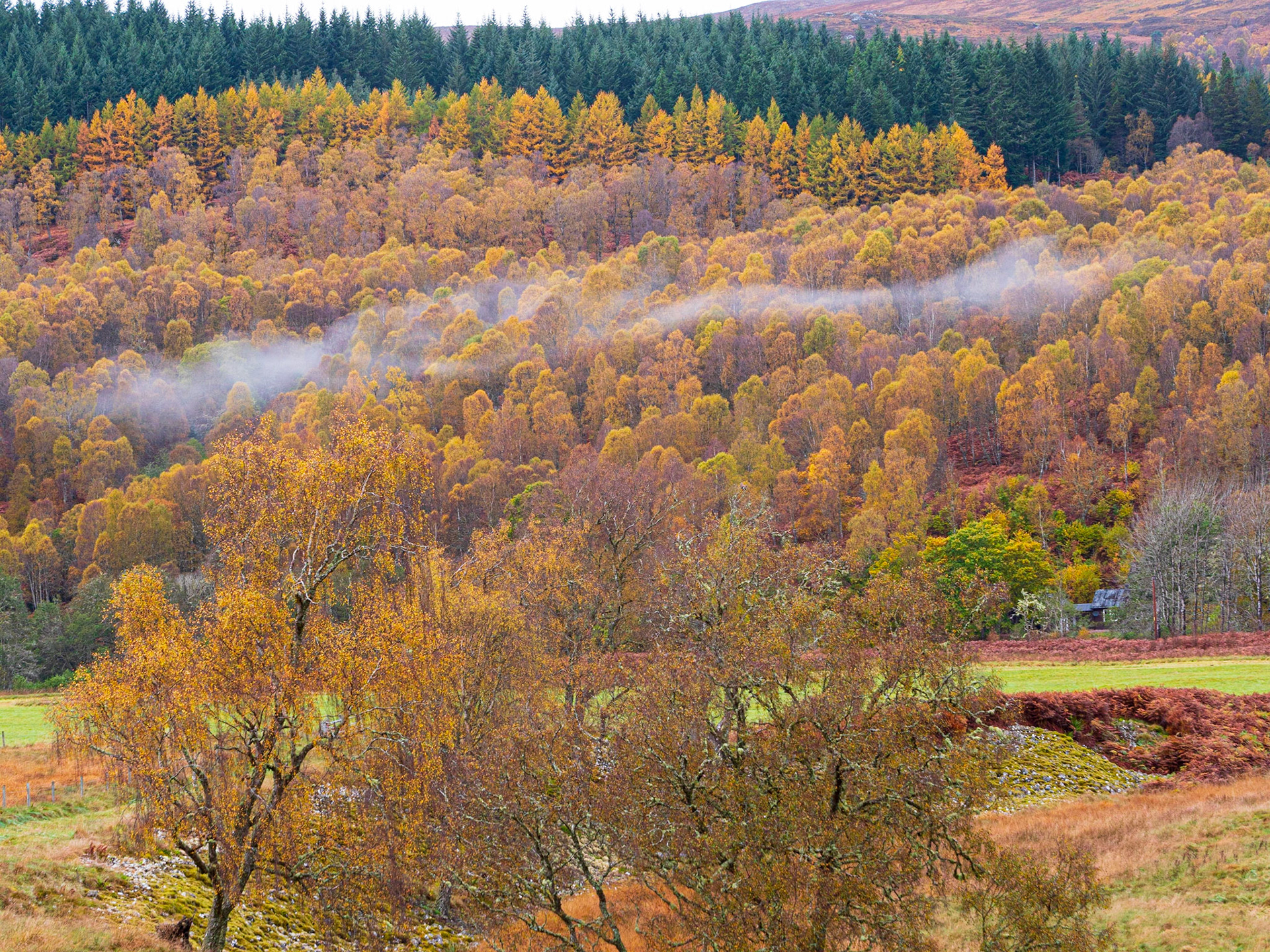 Woodland mist