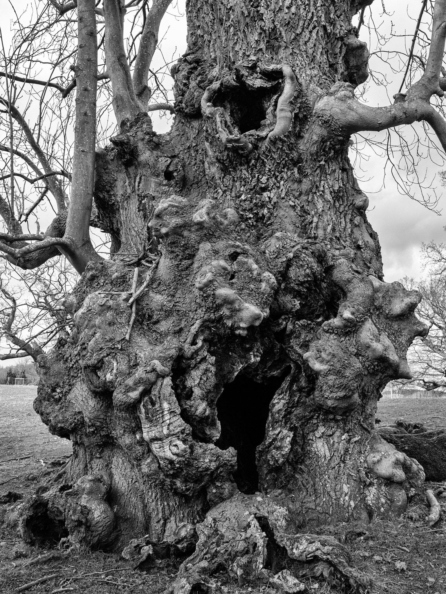 An ancient pollard ash tree