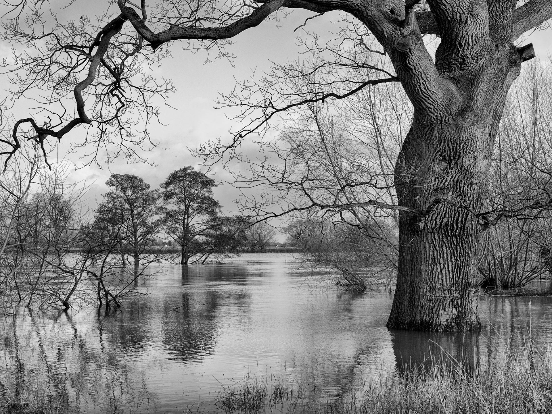 Oak tree and alders in river flood