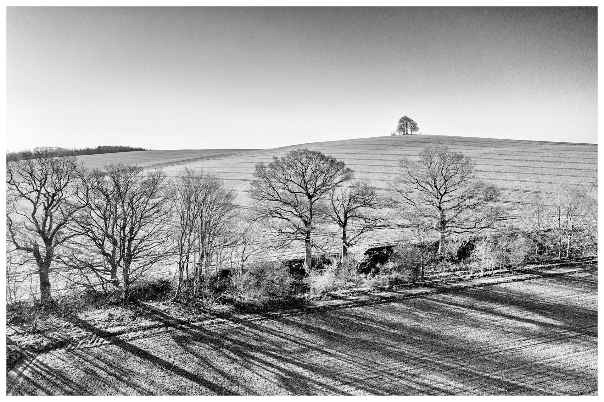 Dawn Trees