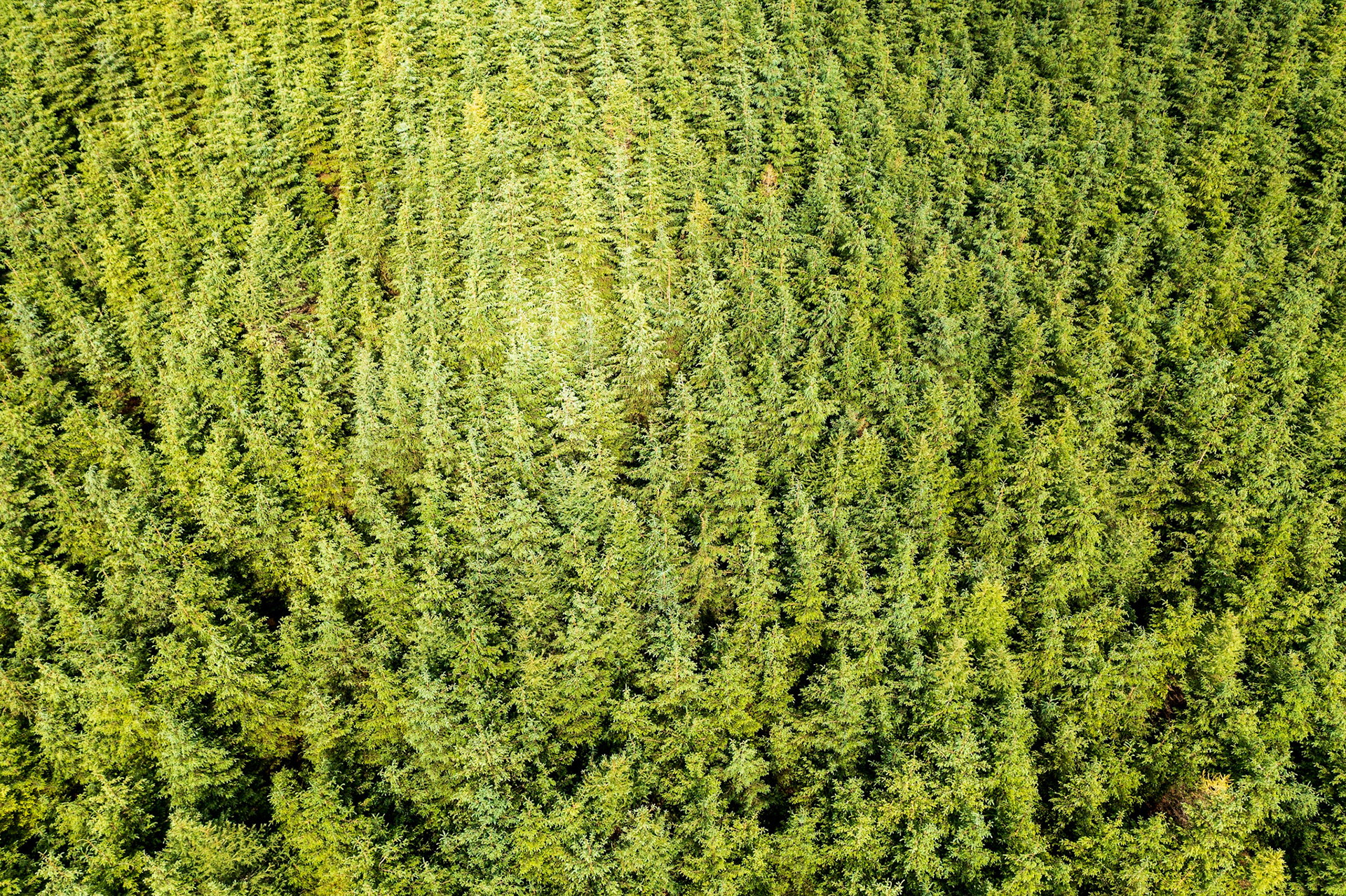 Aerial view of plantation forest