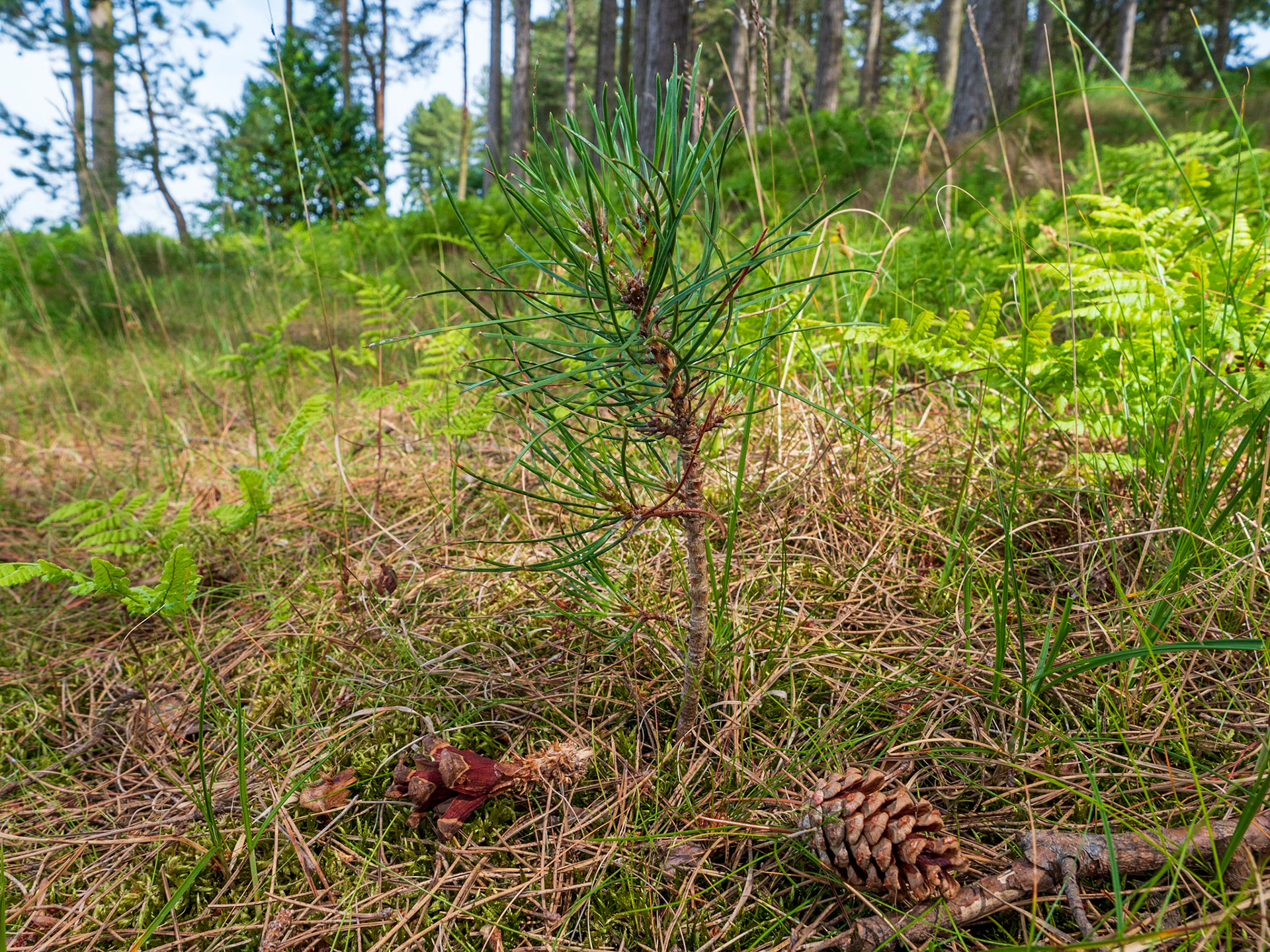 Scots pine seedling and cones