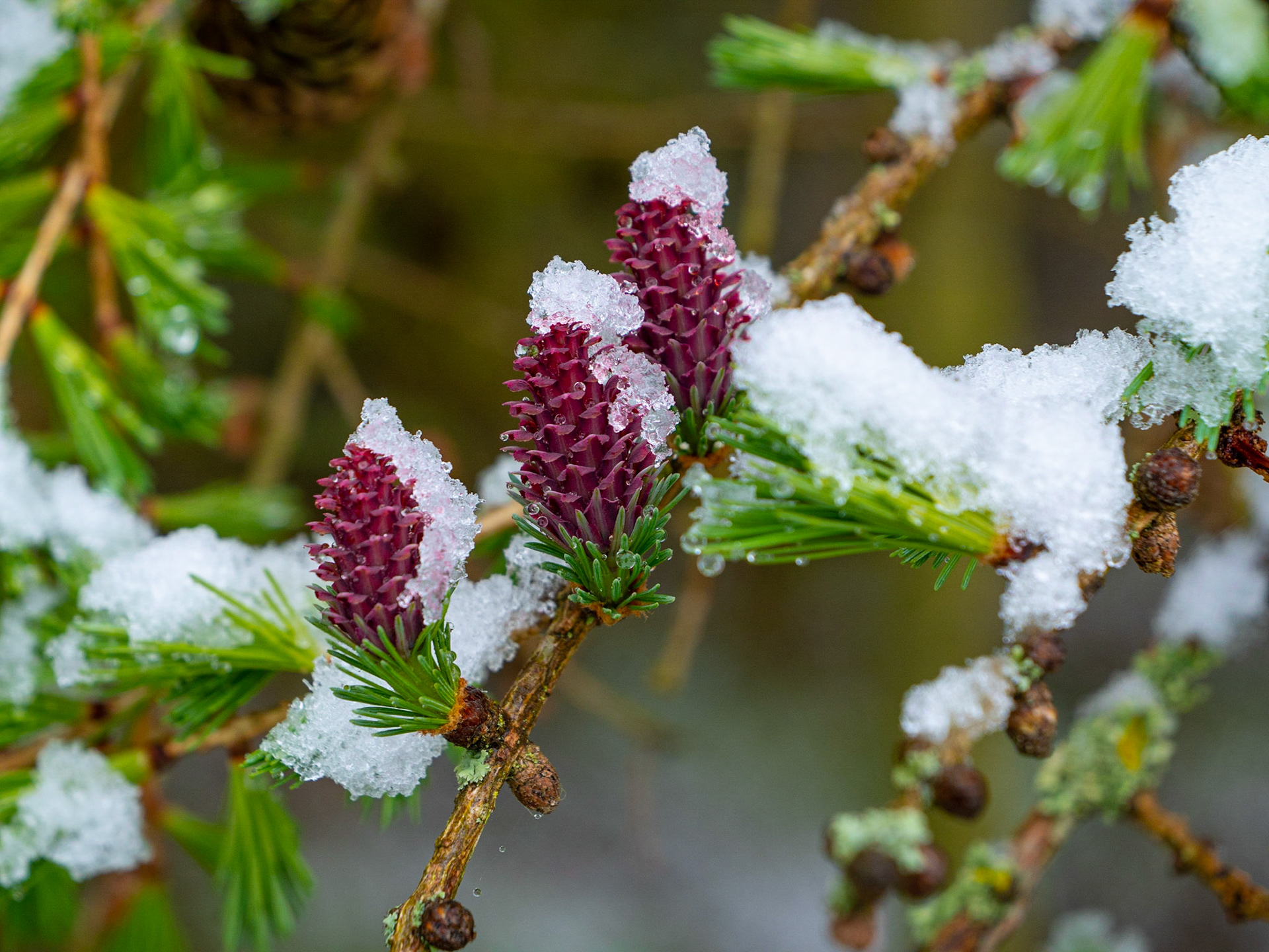 Larch flowers after a late spring snowfall