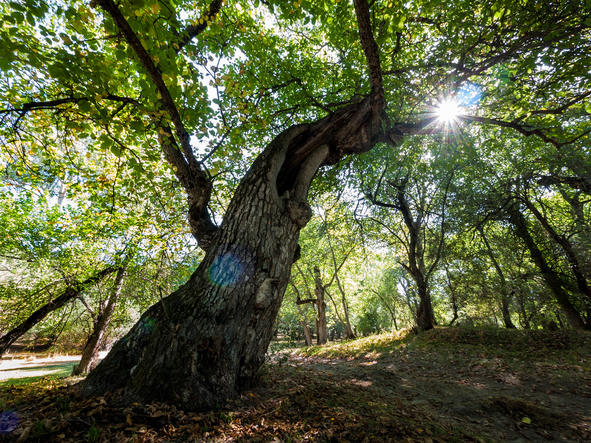 Ancient walnut in Kyrgyzstan