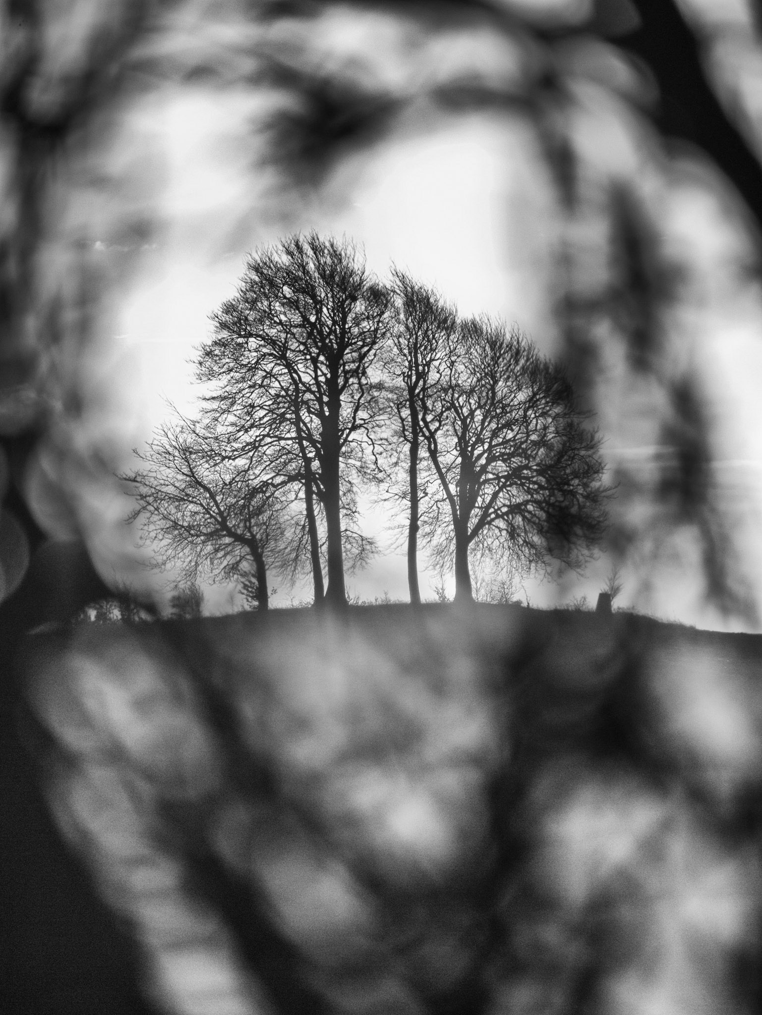 Clump of trees through leaves