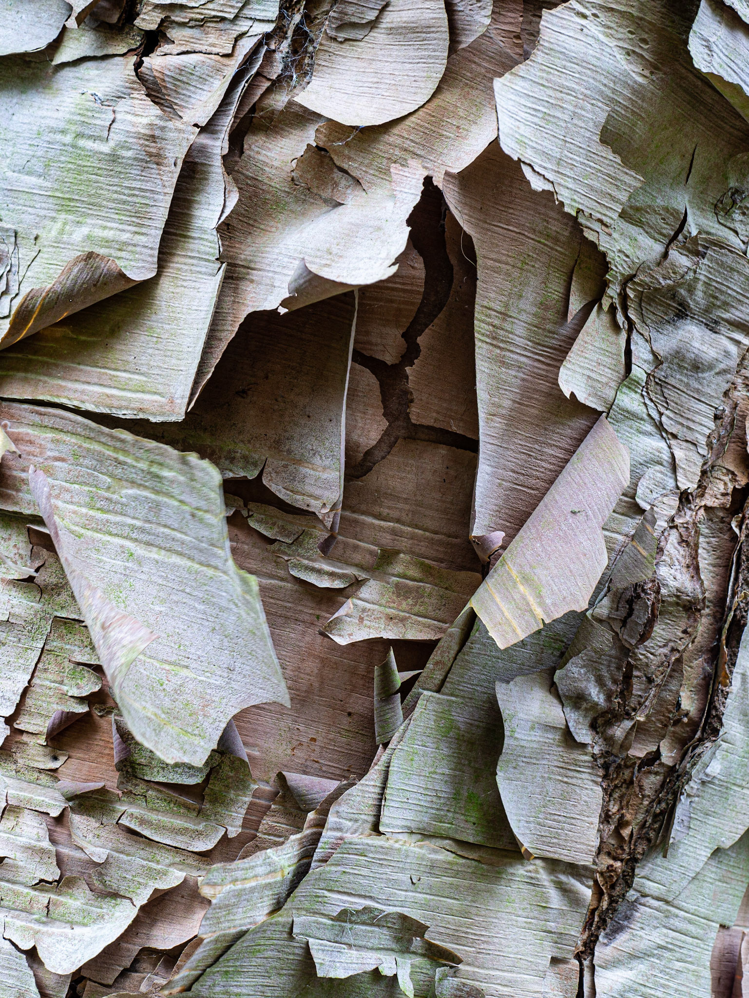 Rough bark of Betula ermani