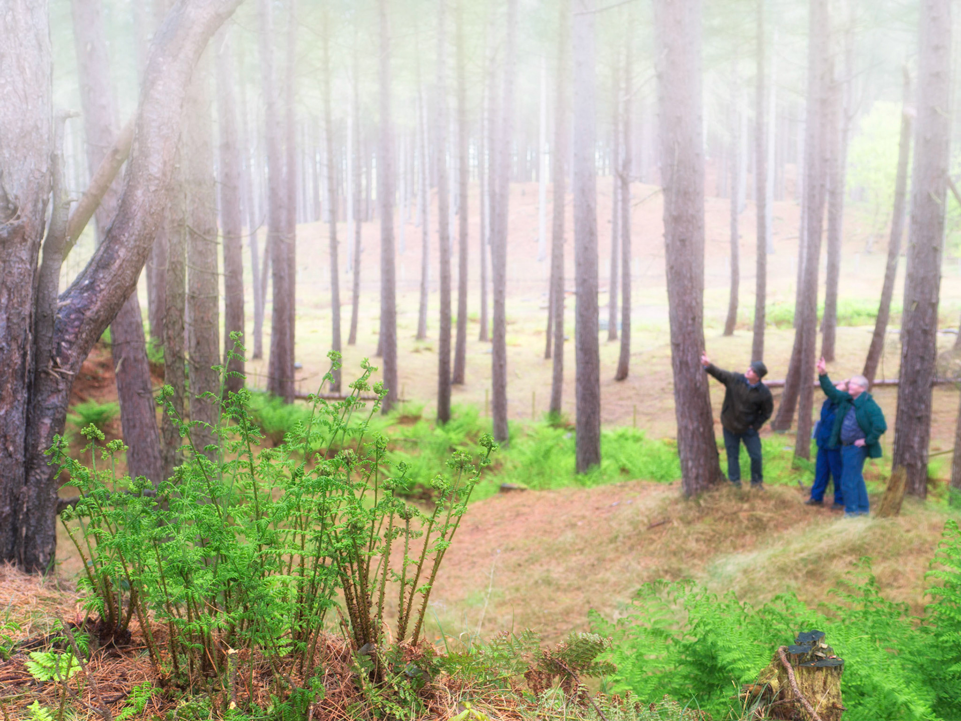 Coastal forest plantation