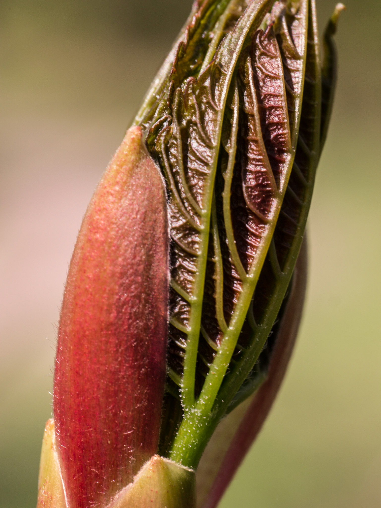 Bursting sycamore bud