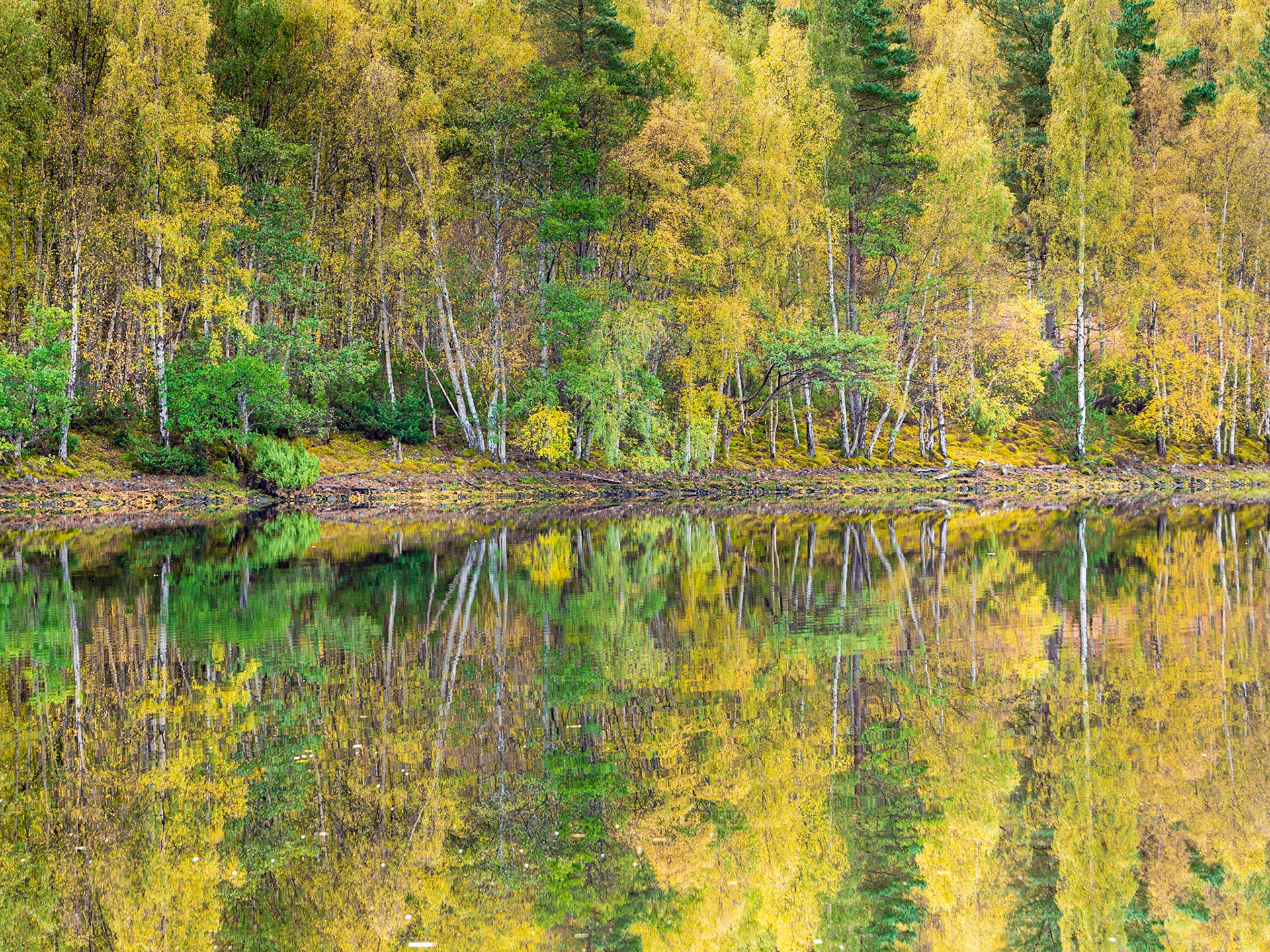 Birch and aspen reflected in loch