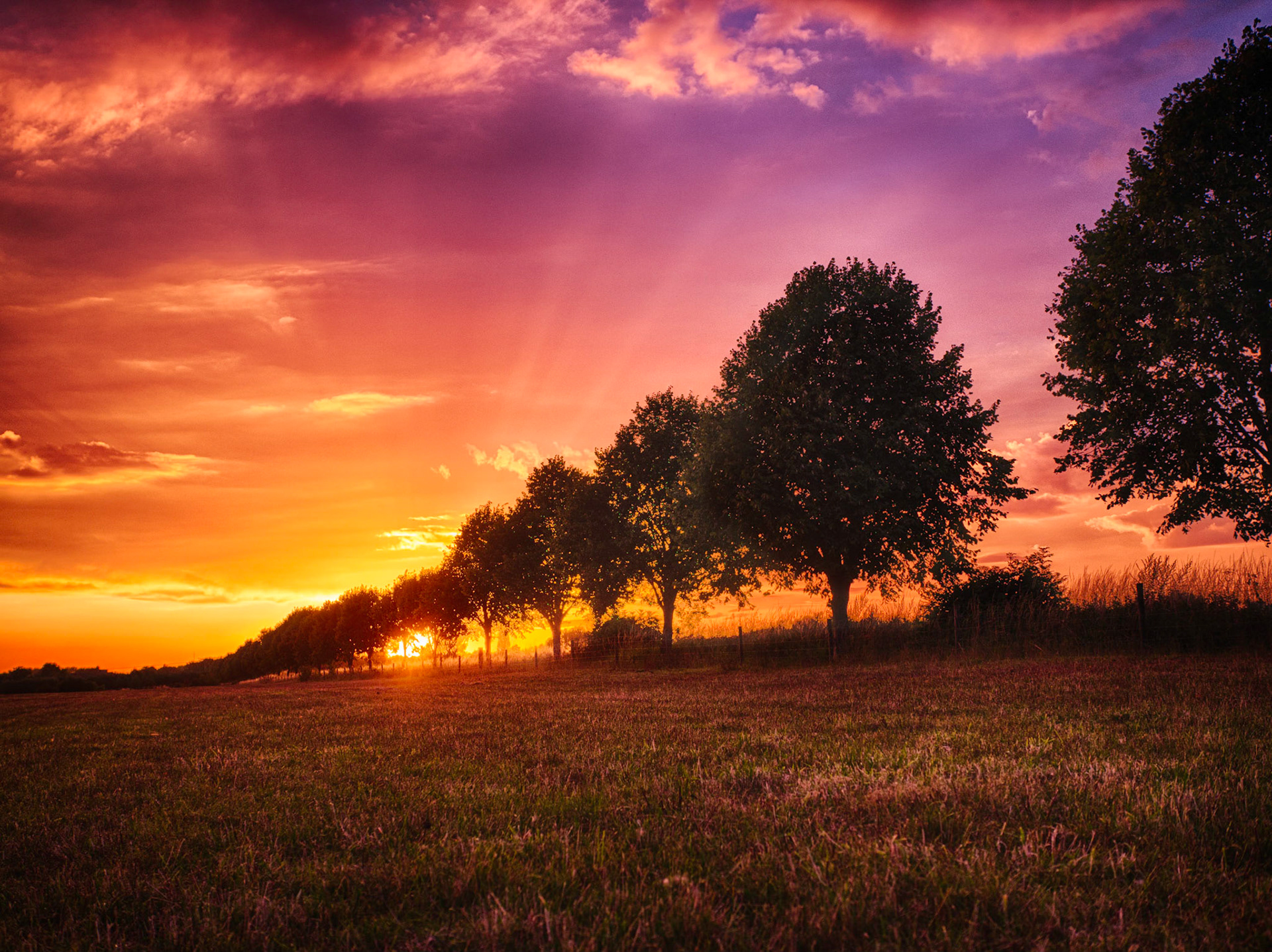 Lime tree avenue sunset