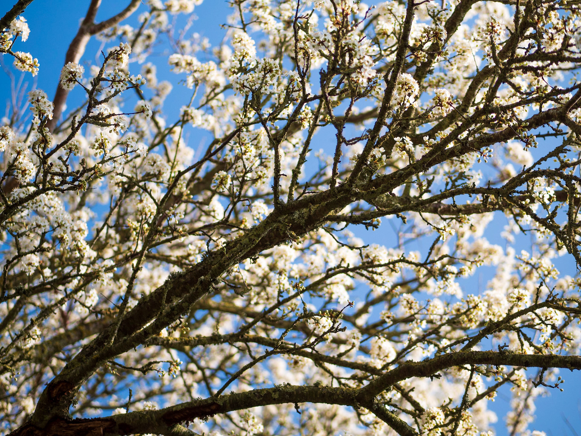 Cherry plum flowers