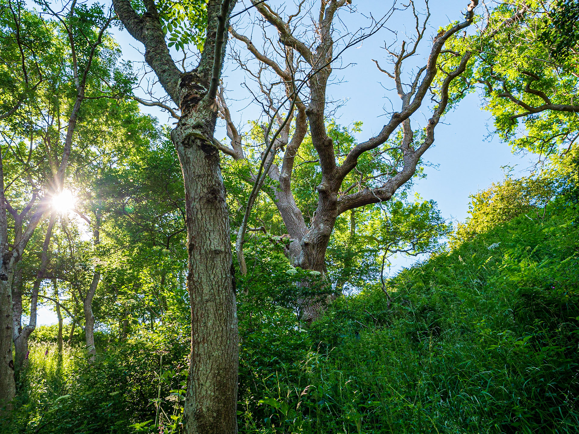 Ash trees with dieback