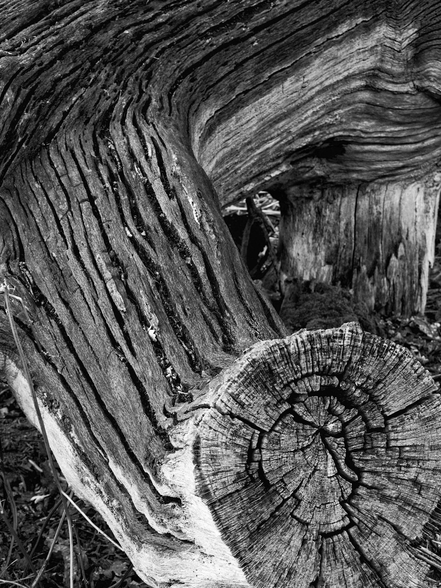 ancient oak branch