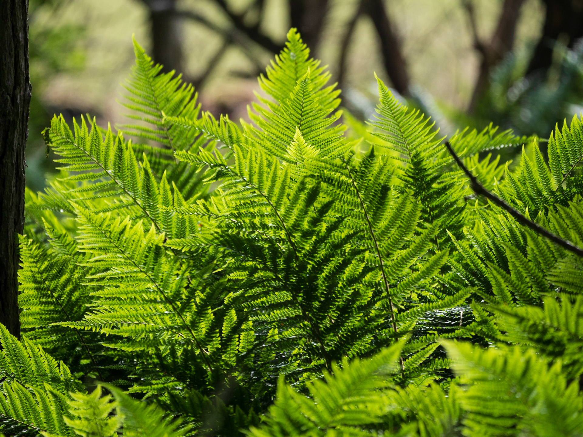 Woodland ferns