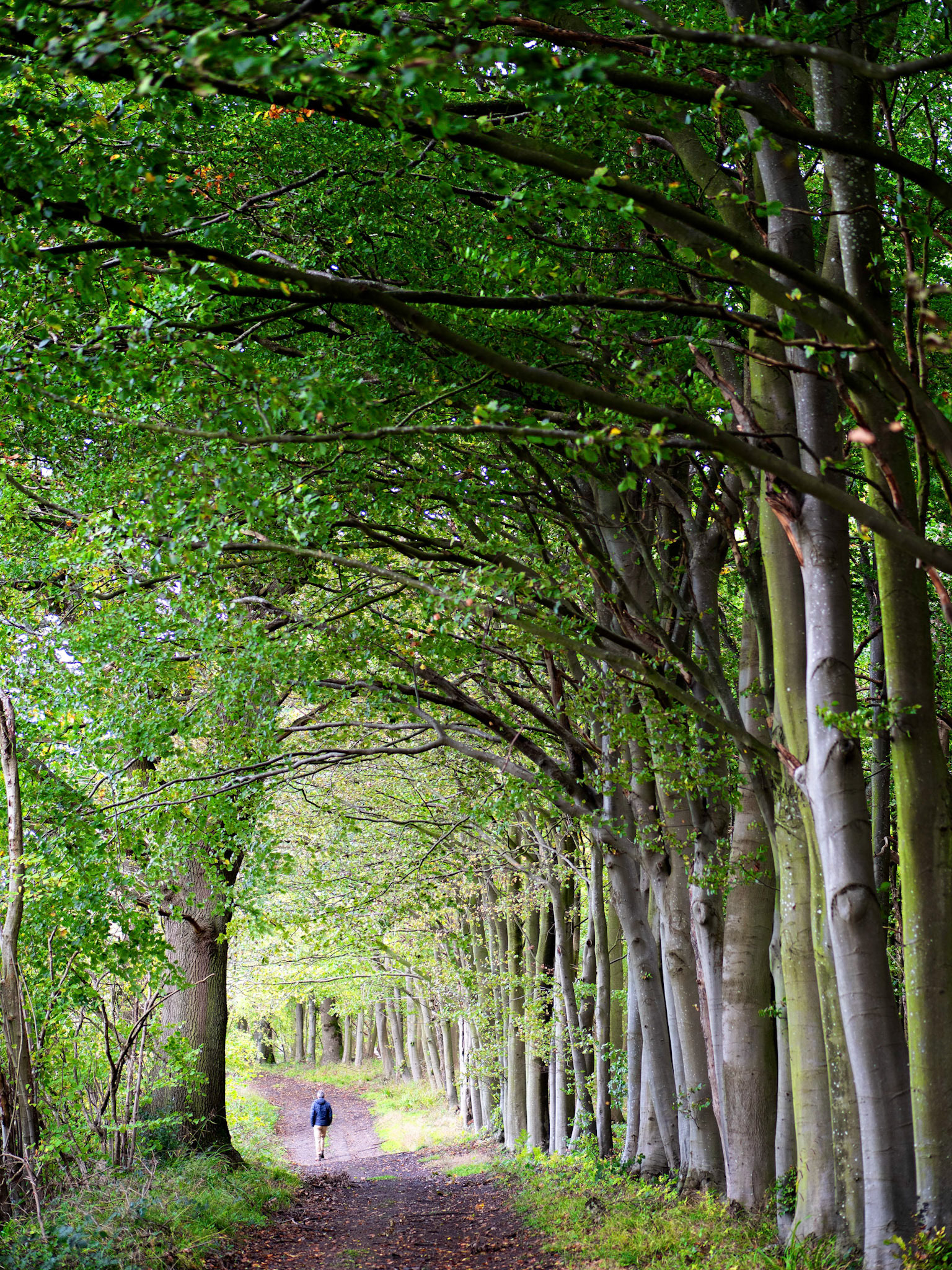 Beech woods and woodland walk