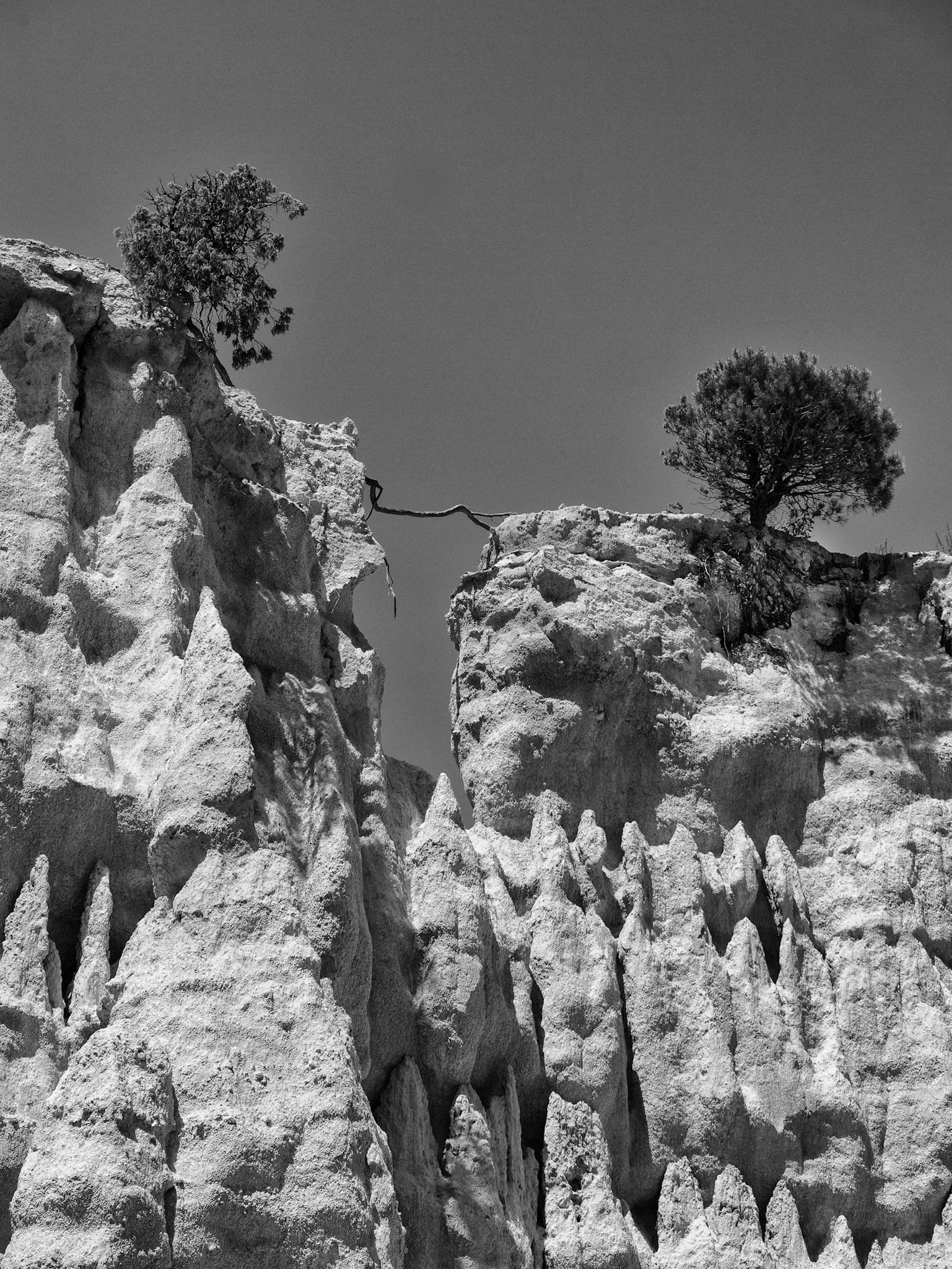 Precipitous pines, Southern France