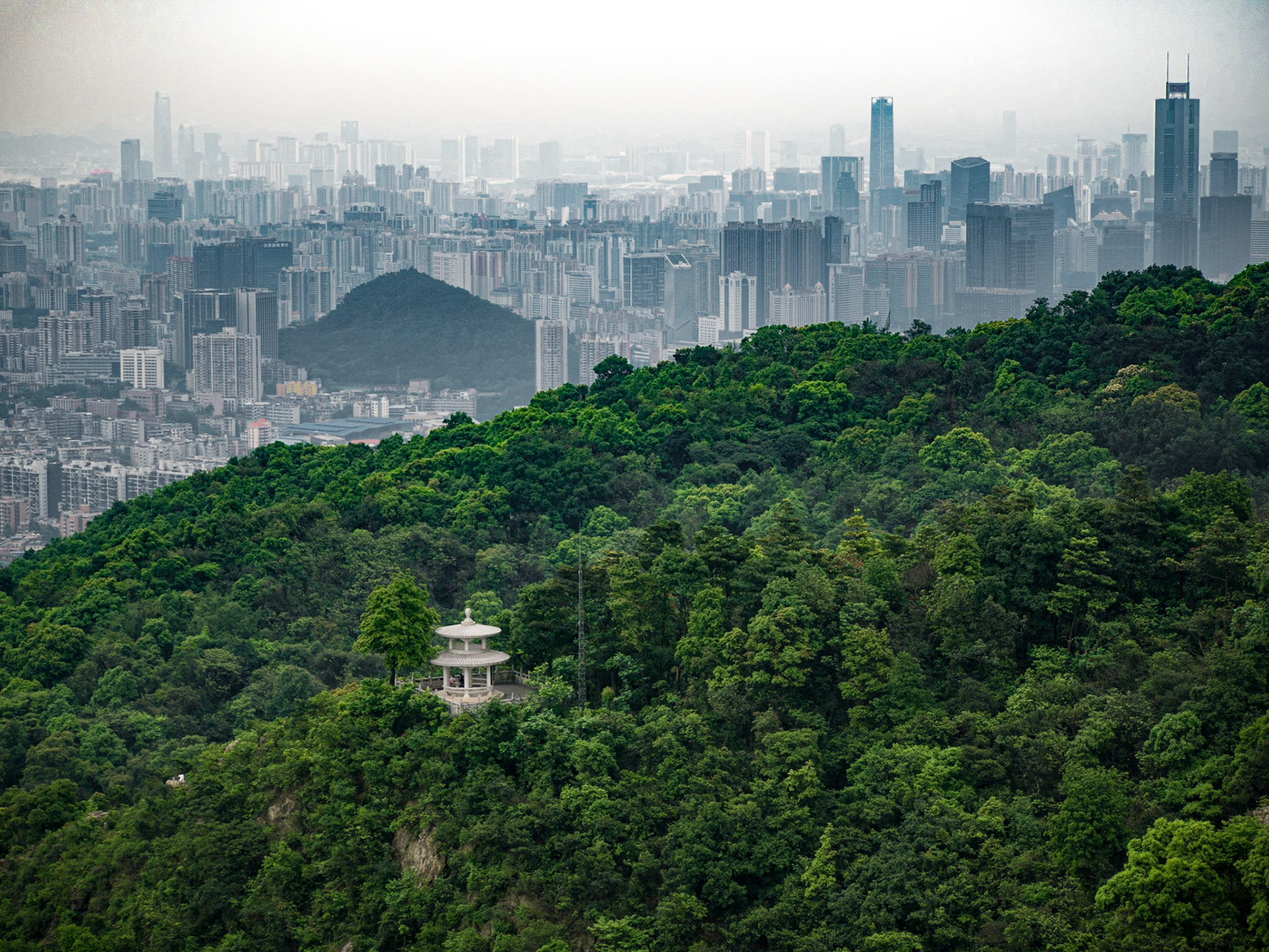 A forest in the hills outside Guangzhou, China