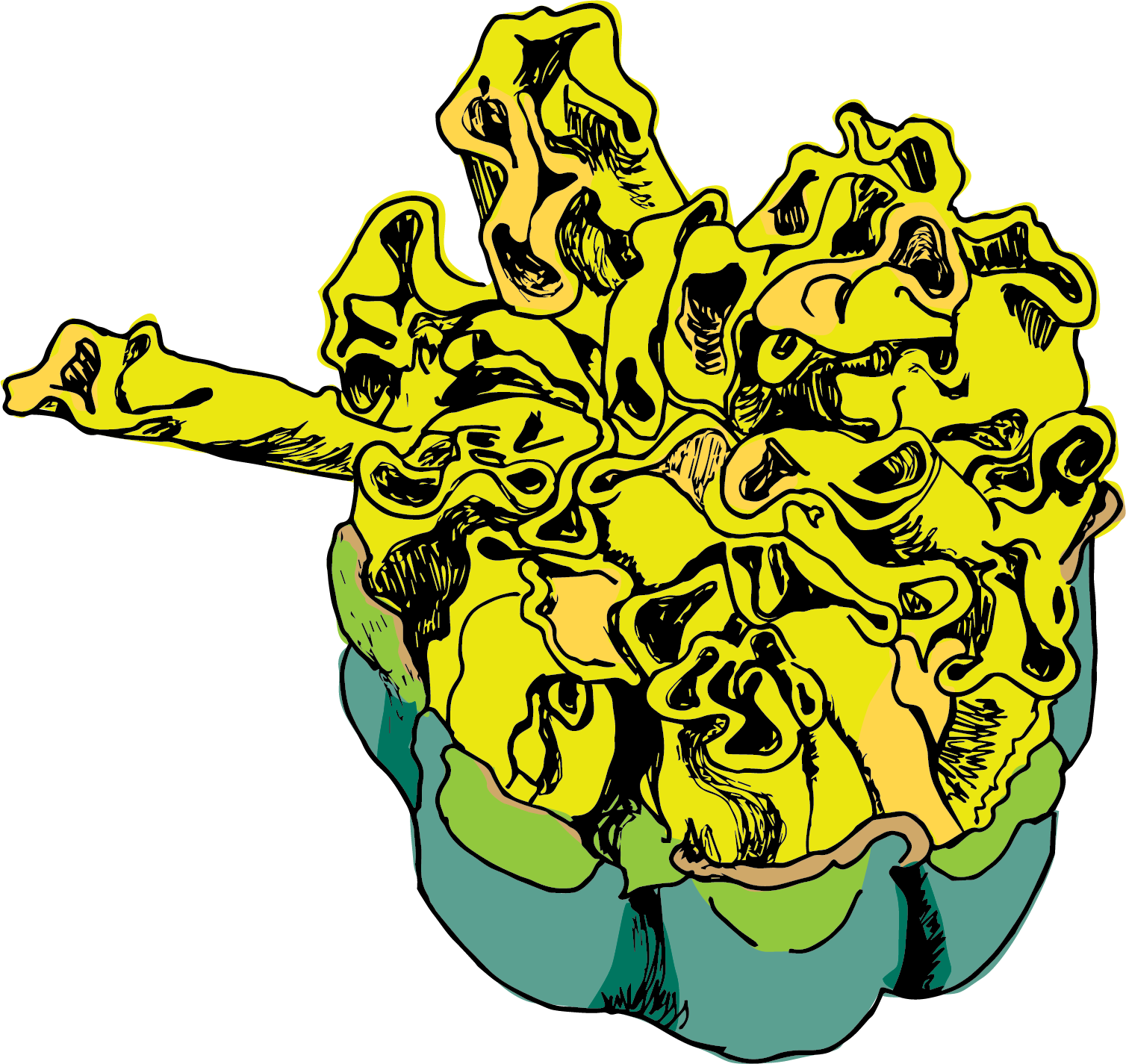 Marigold unfurling