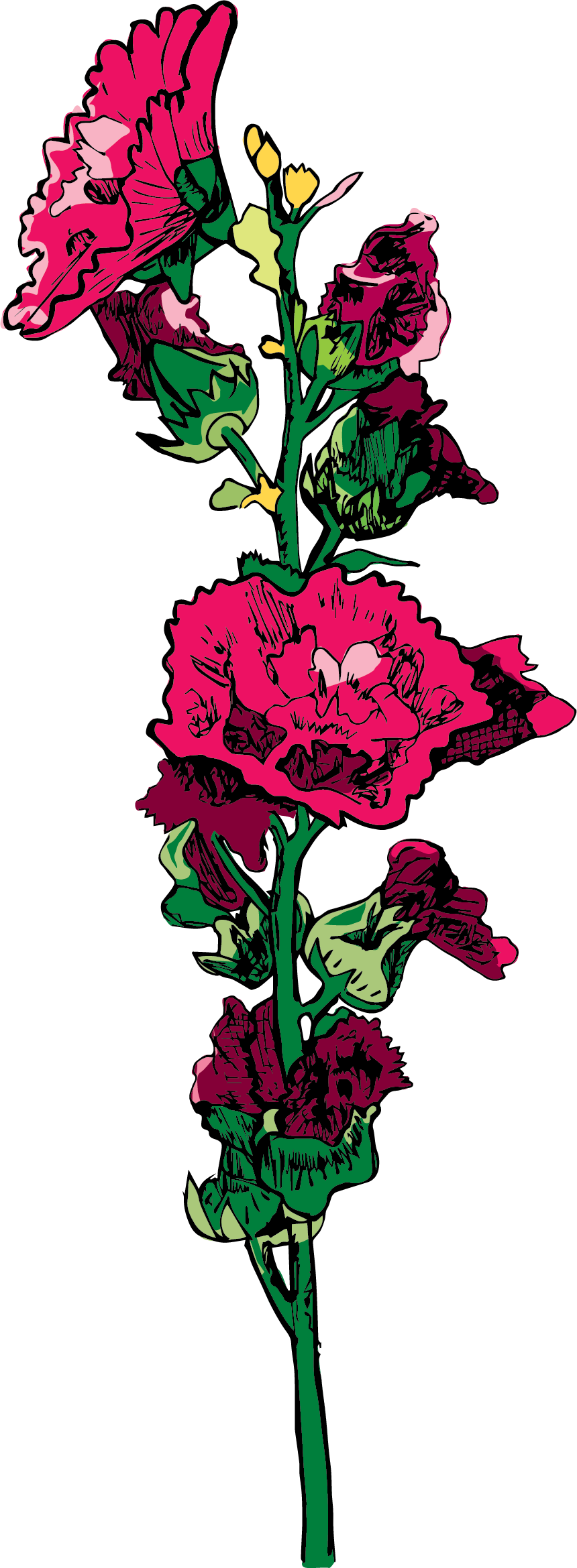 Hollyhock