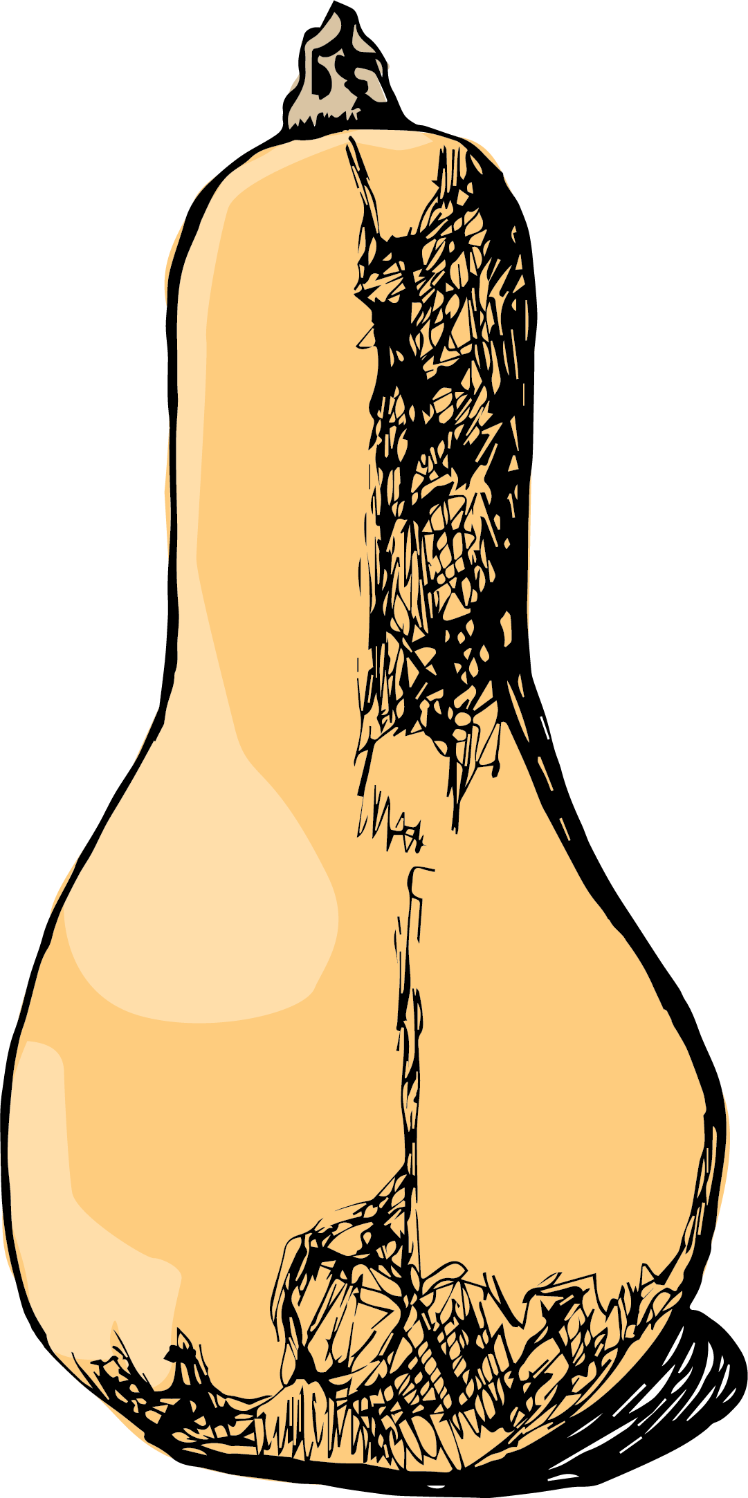 Butternut Squash