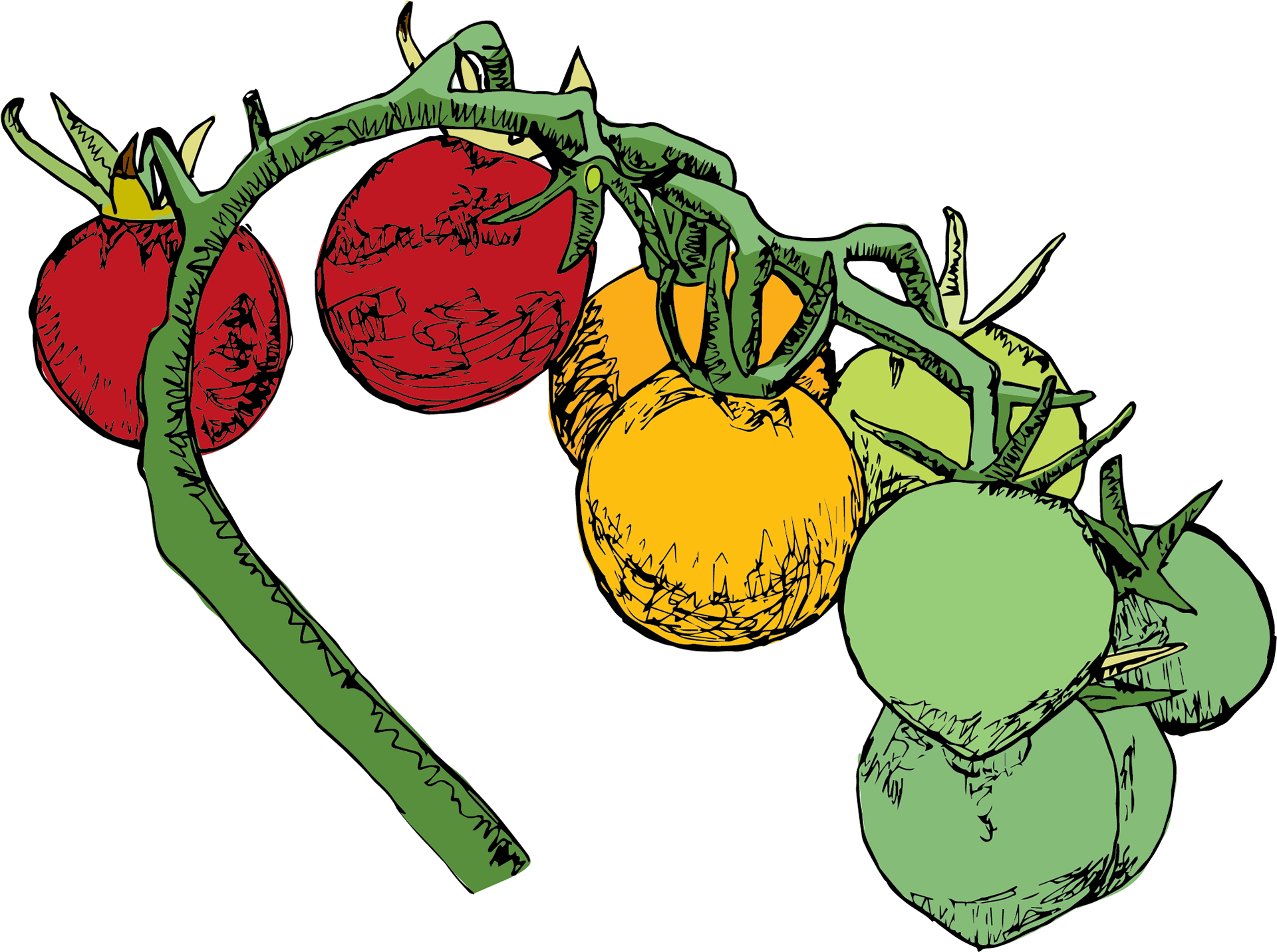 Tomatoes