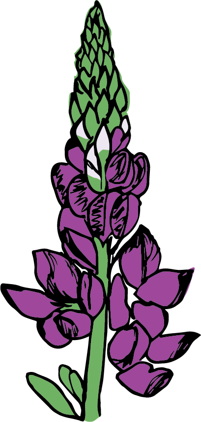 Lupine