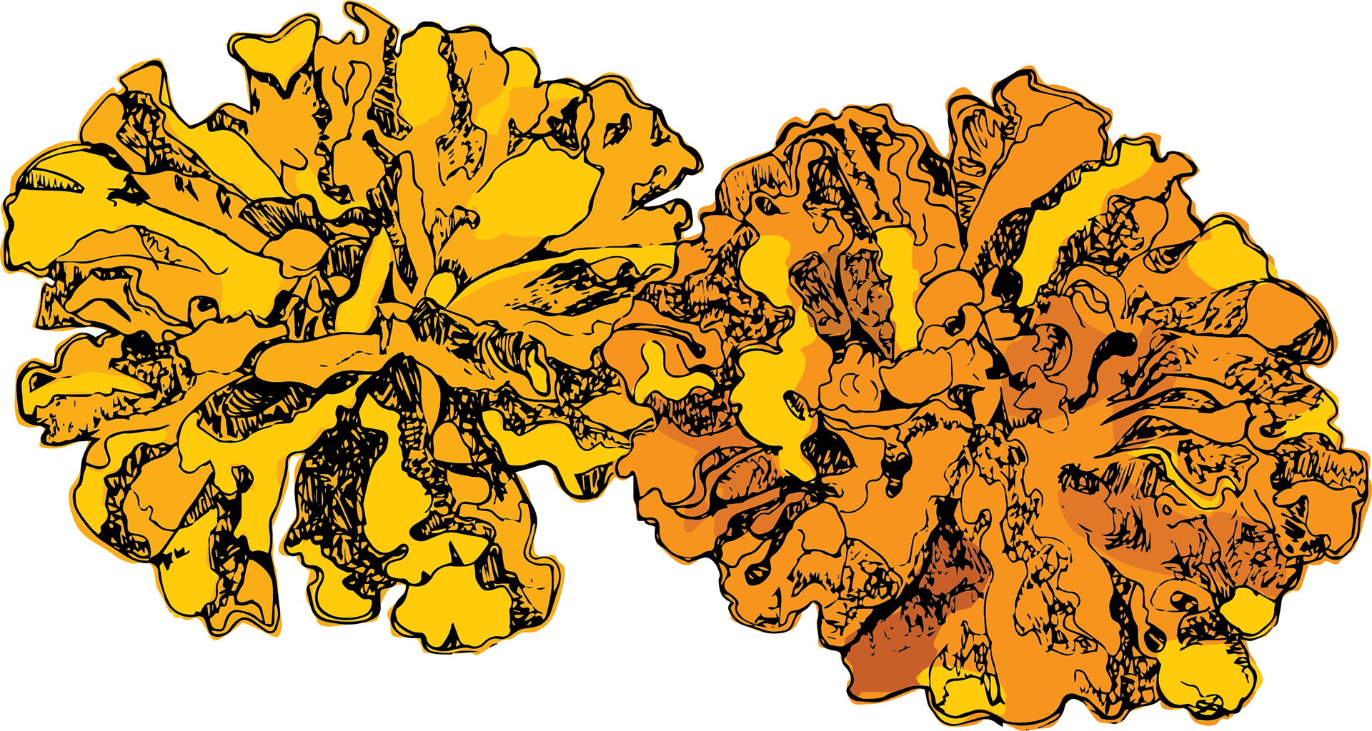 Marigolds