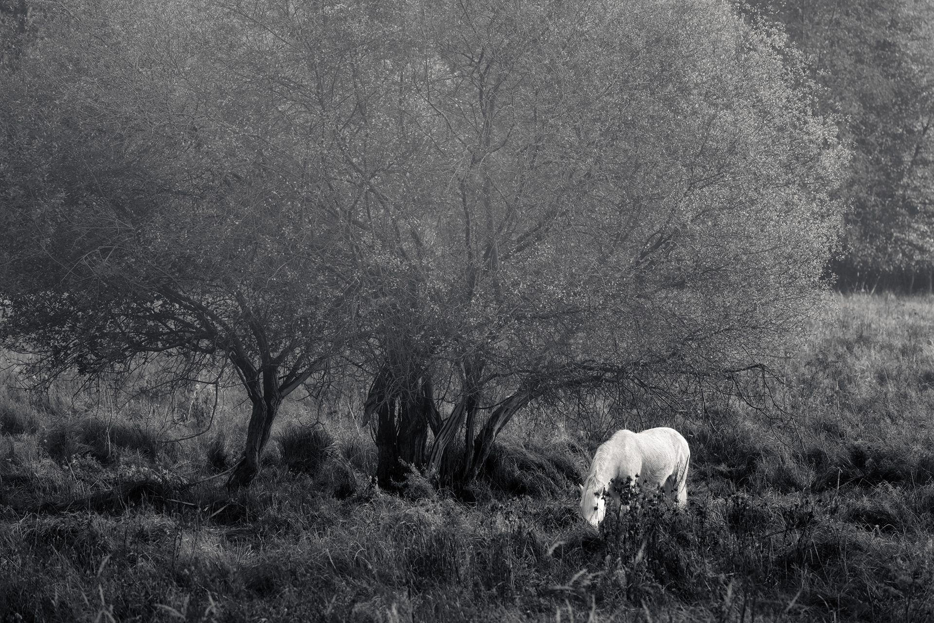 A white horse near Saint-Lambert in the Vallée de Chevreuse