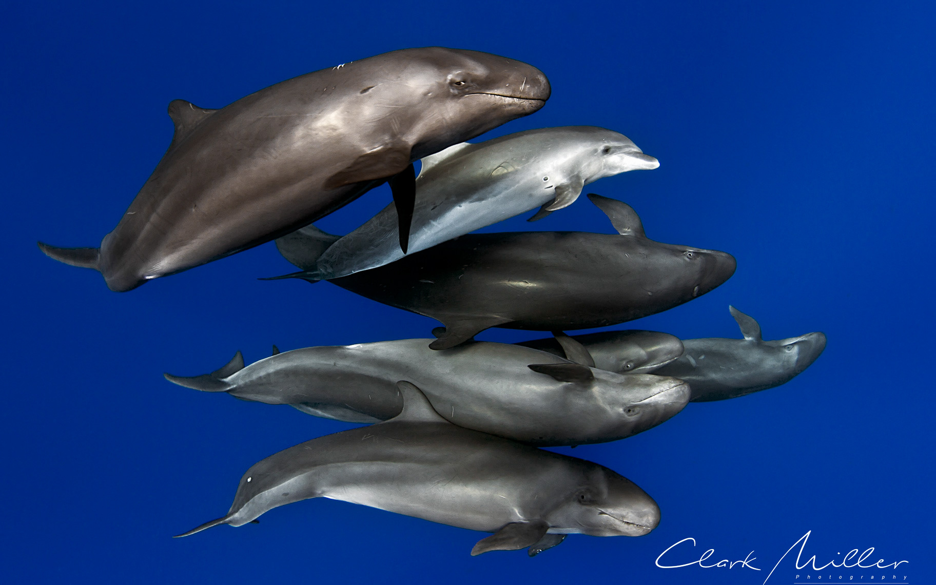 Winning Image - Wildlife Photographer of the Year, Museum of Natural History, London