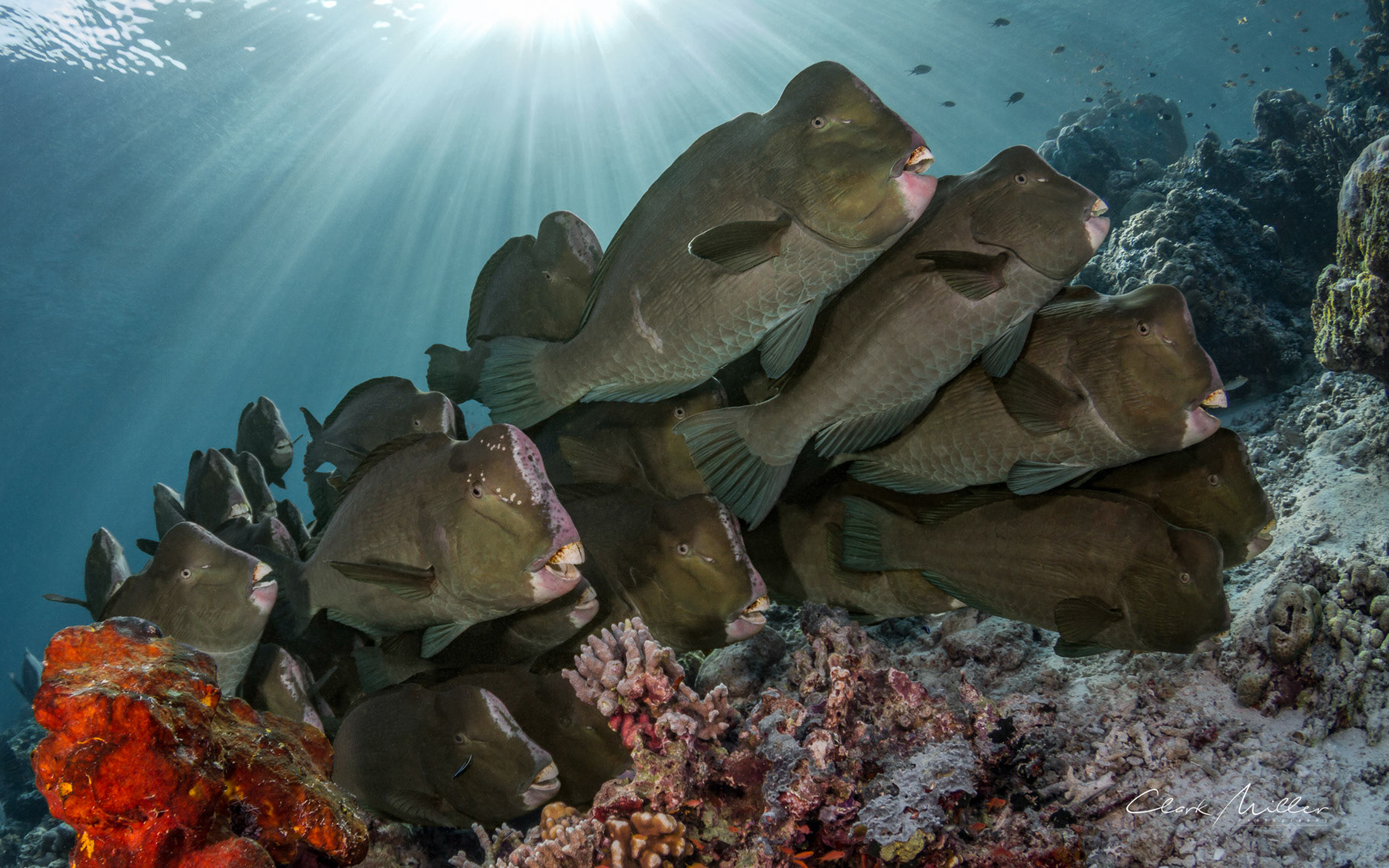 Winning Image - Beneath the Sea, New York
