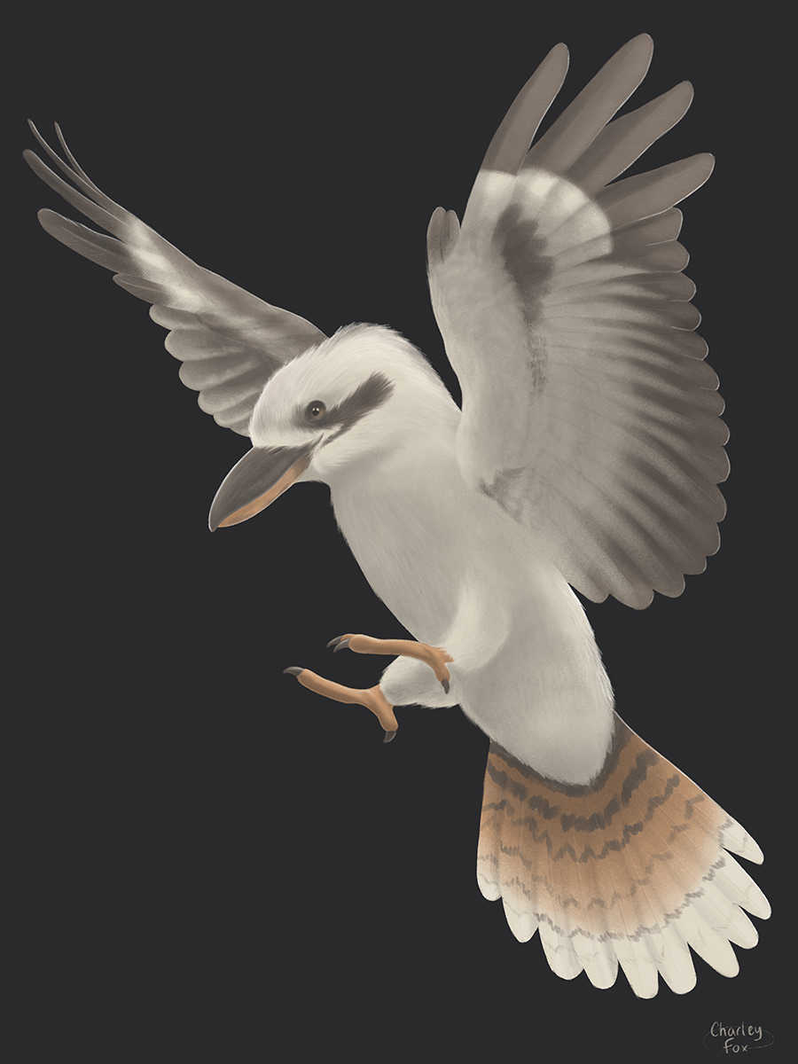 Moonlit Kookaburra 2