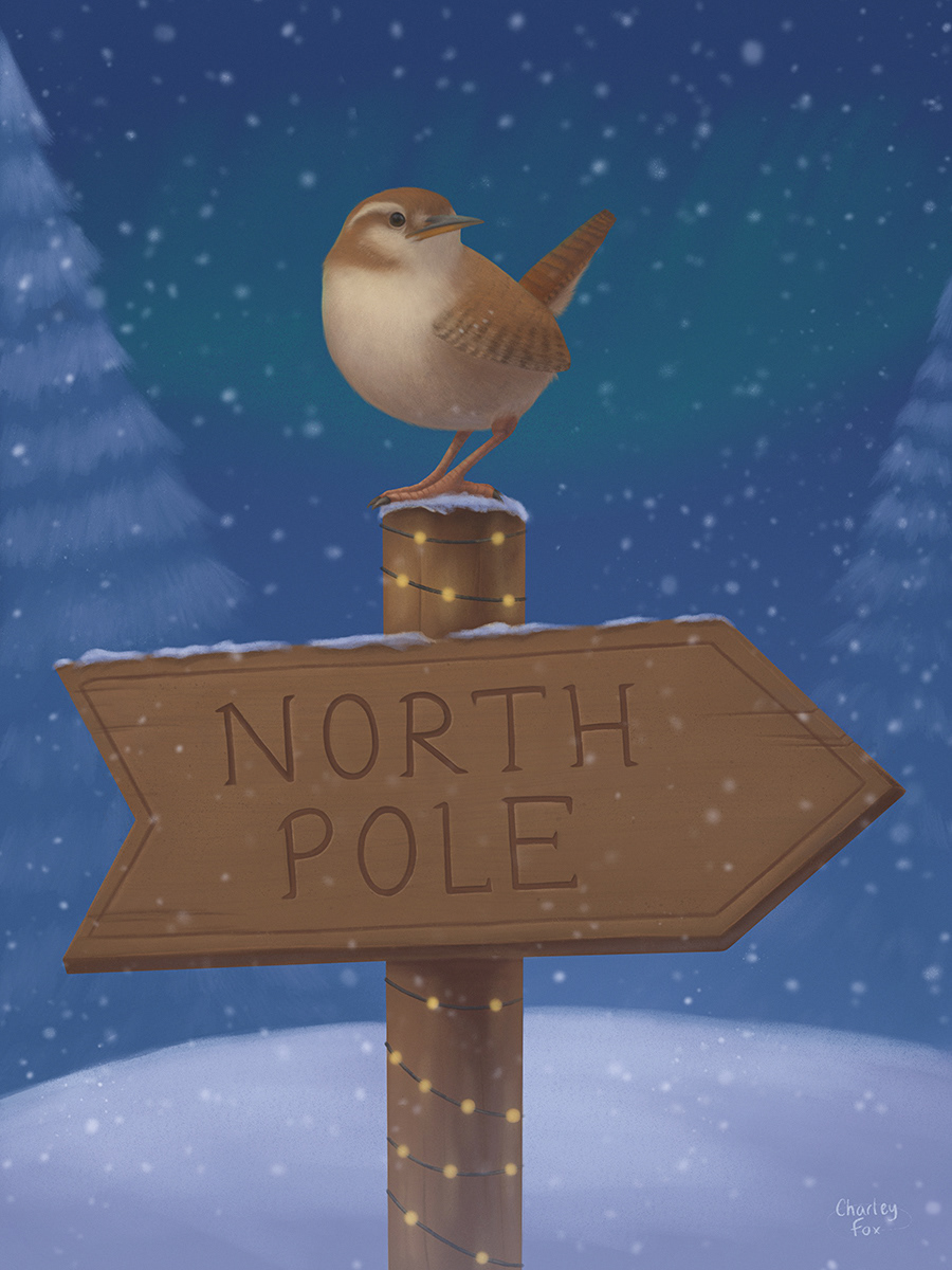 Snowy Wren