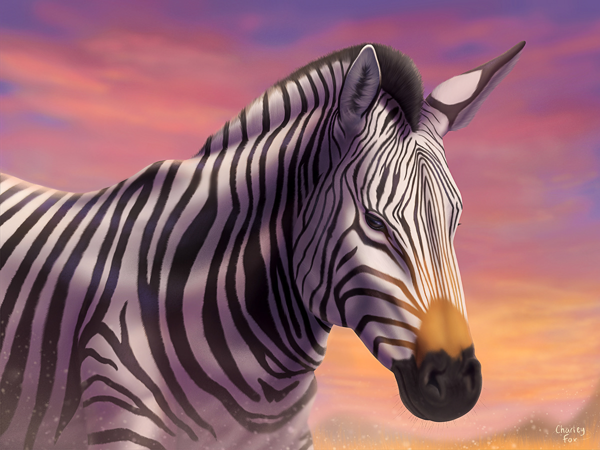 Sunset Zebra