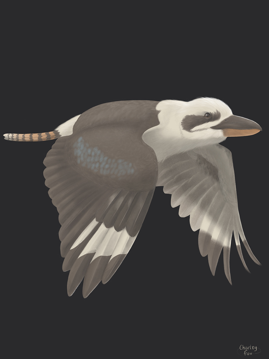 Moonlit Kookaburra 4