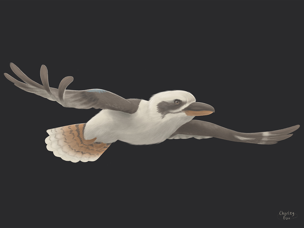Moonlit Kookaburra 3