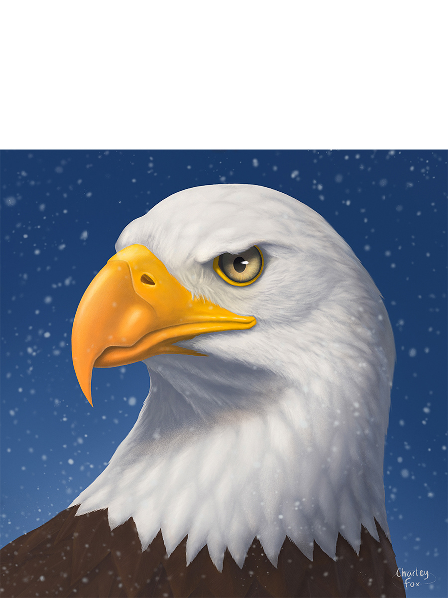 Snowy Bald Eagle