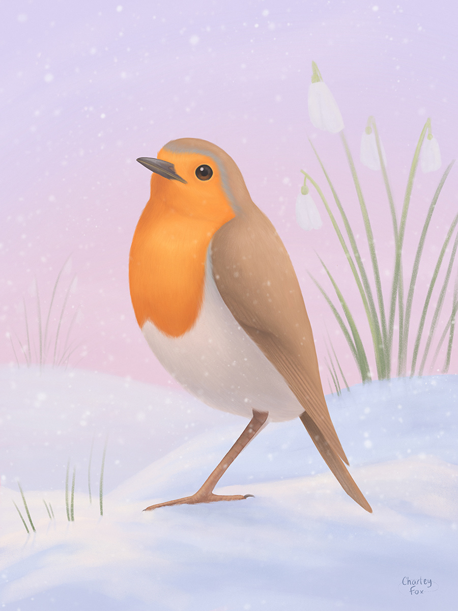 Robin & Snowdrops