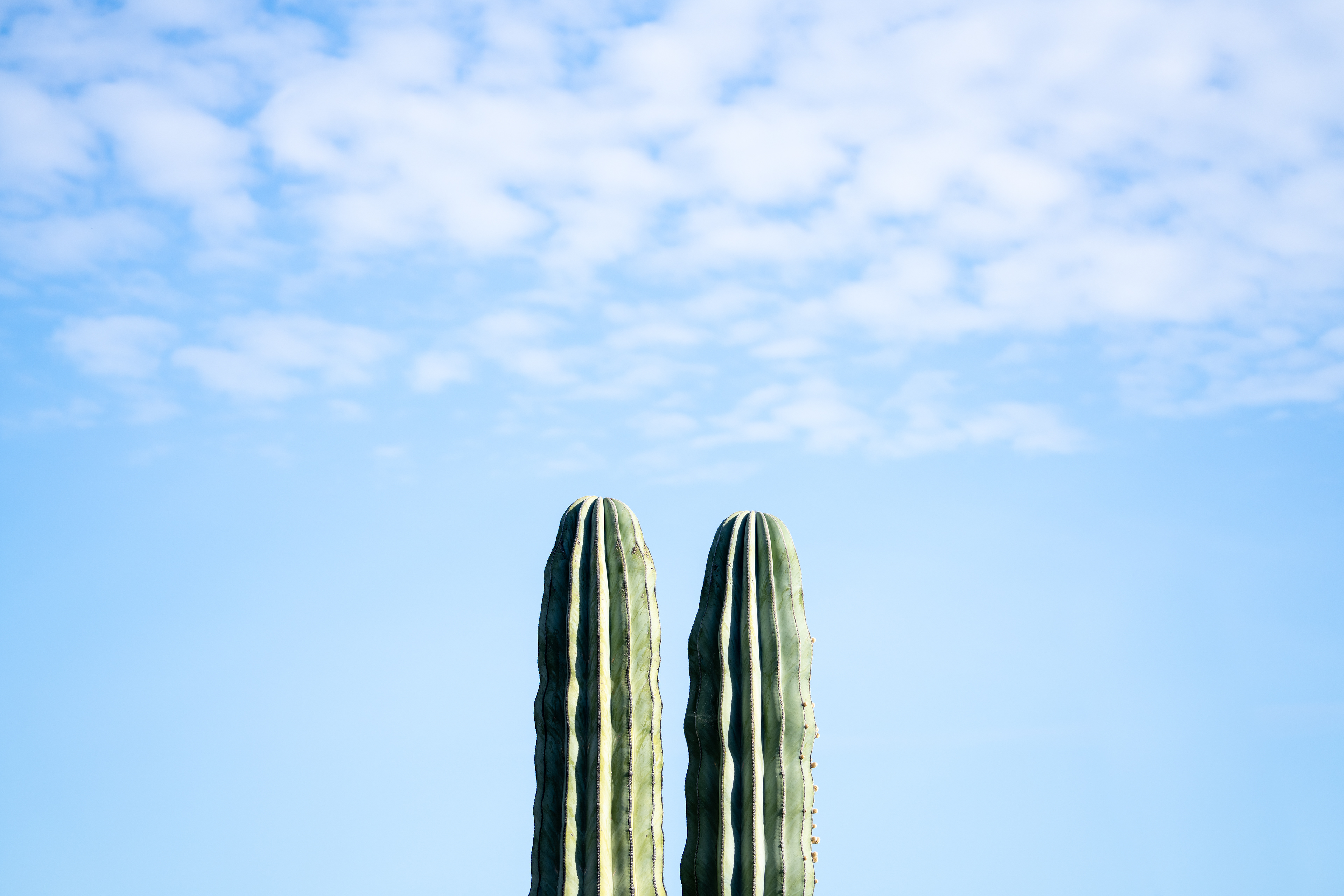Dual