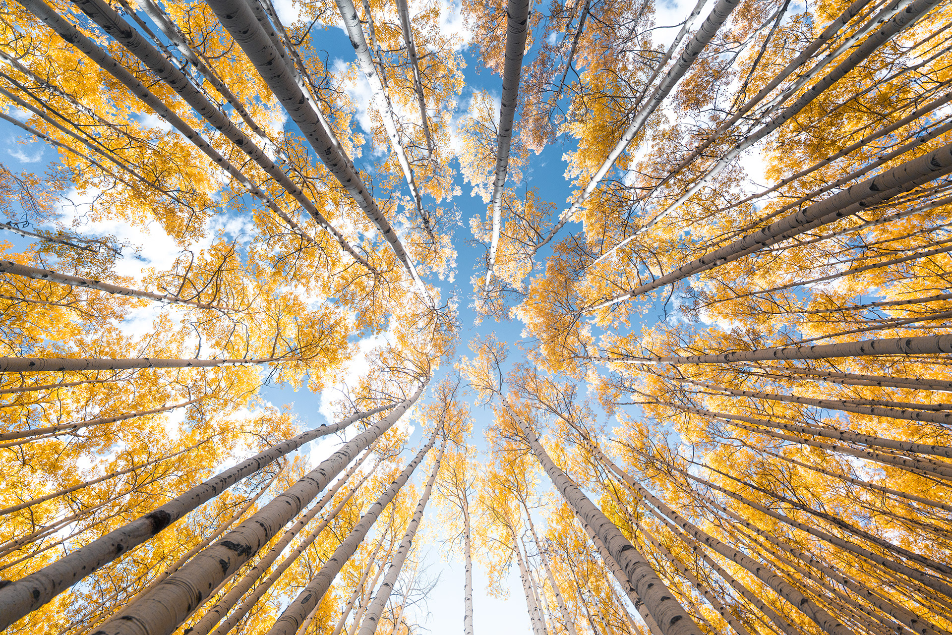 Tree Beams