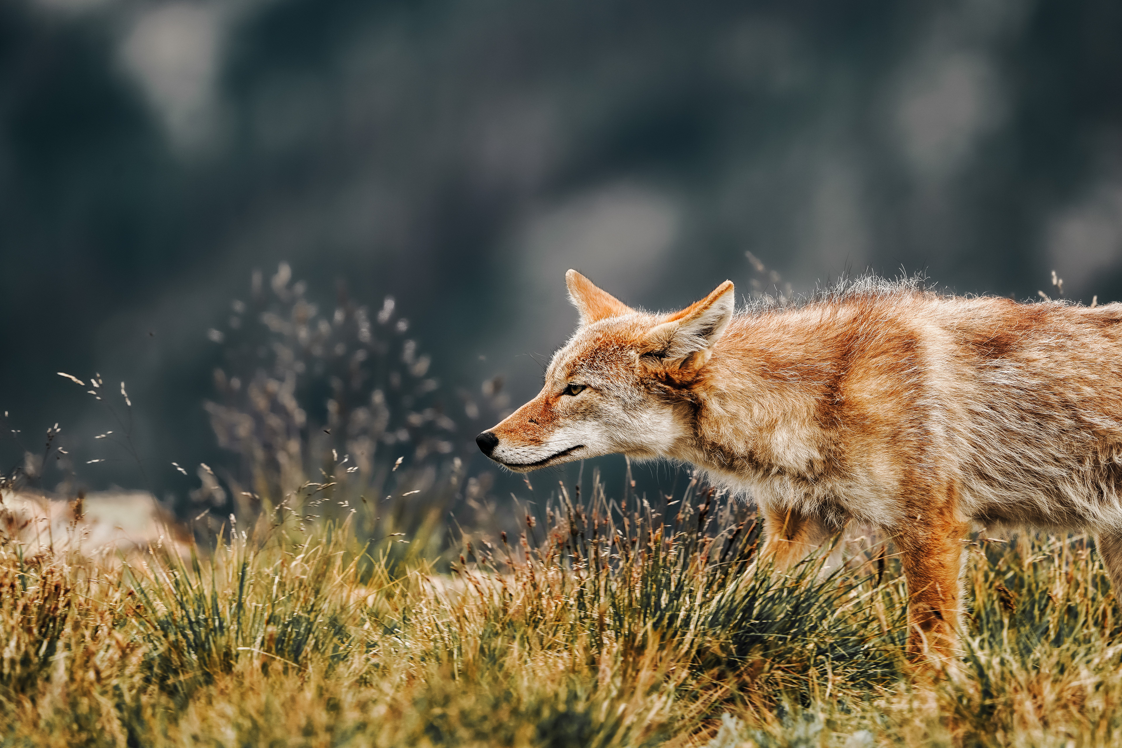 On The Prowl