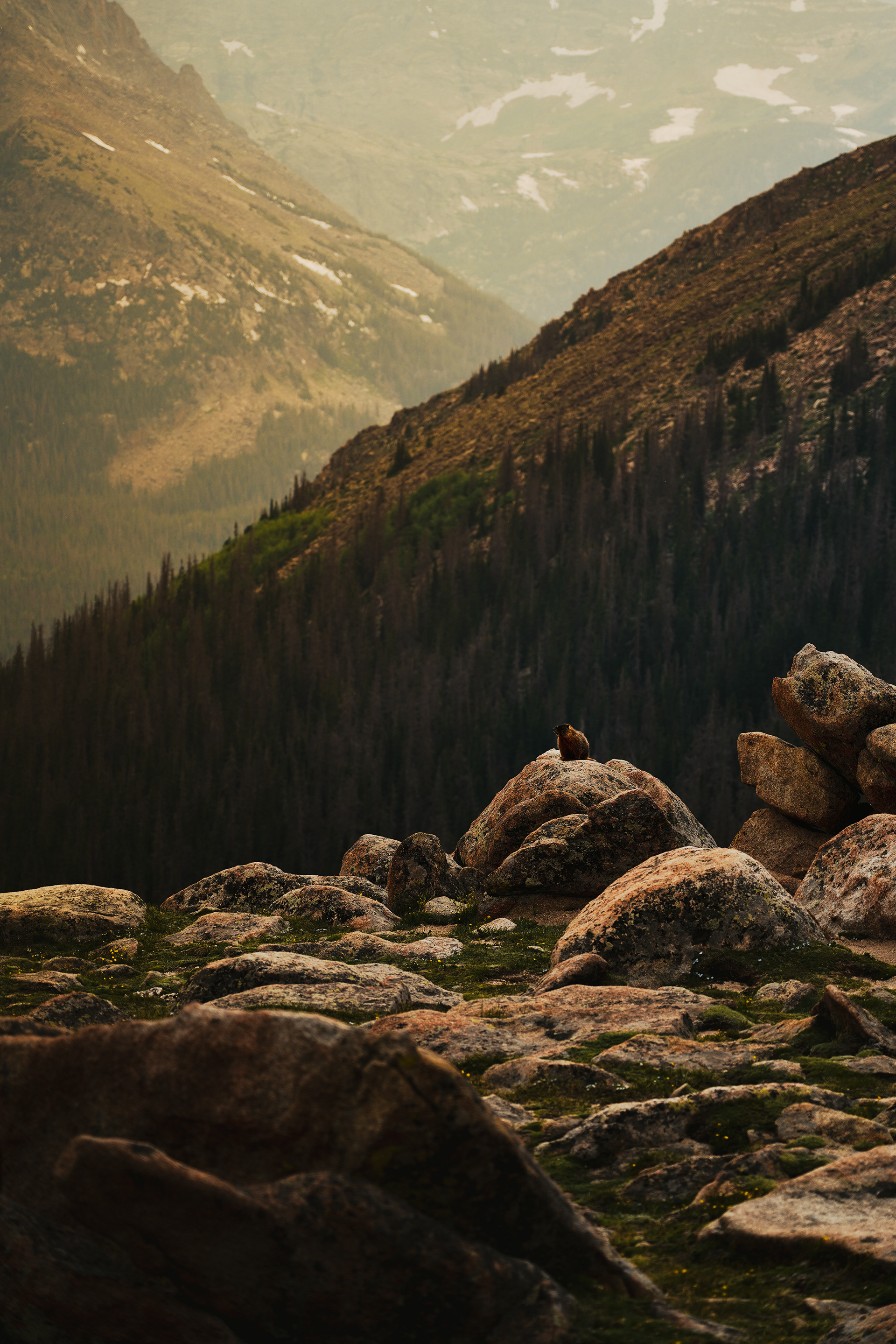 A Marmot's Mountain
