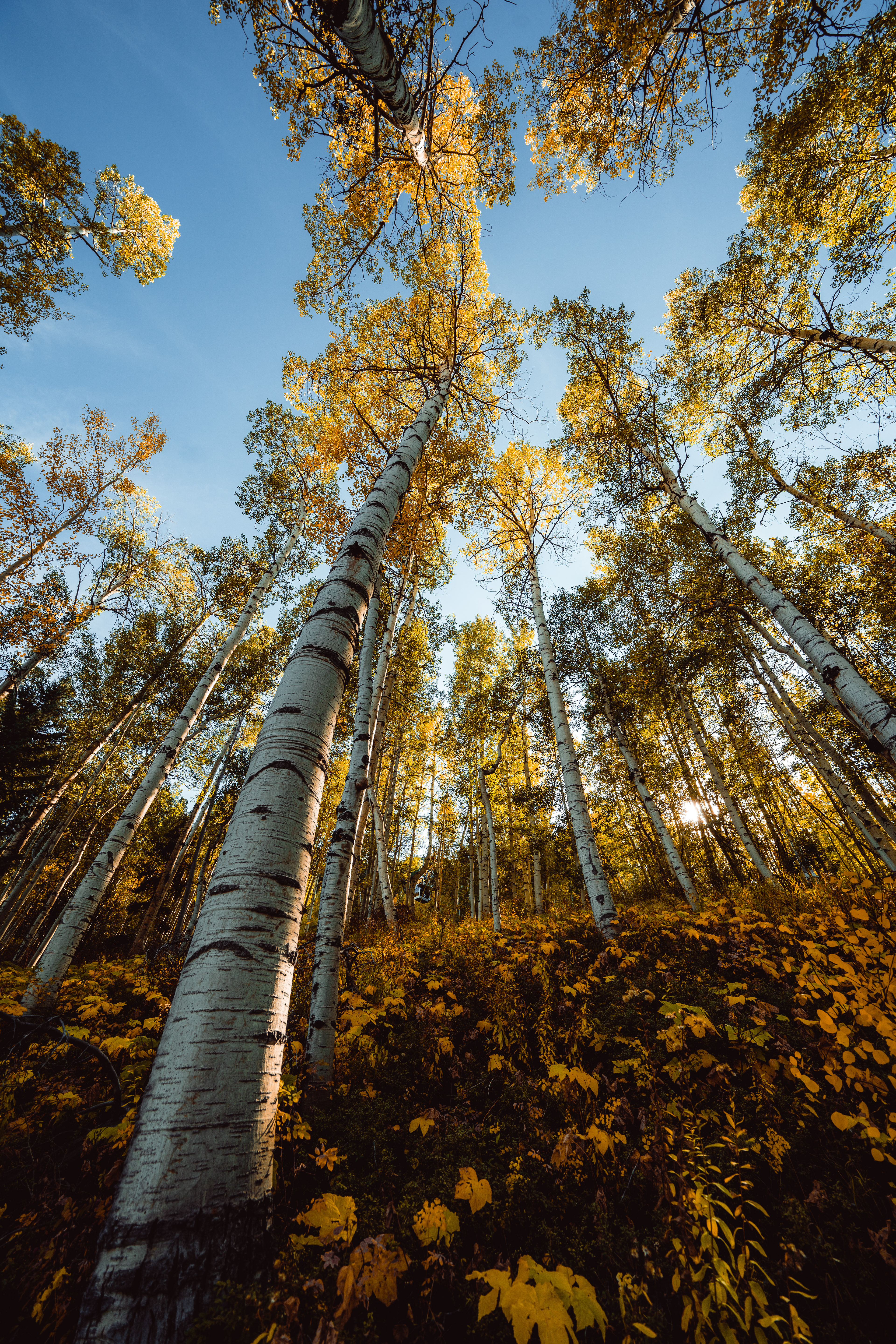 Ascending Aspens