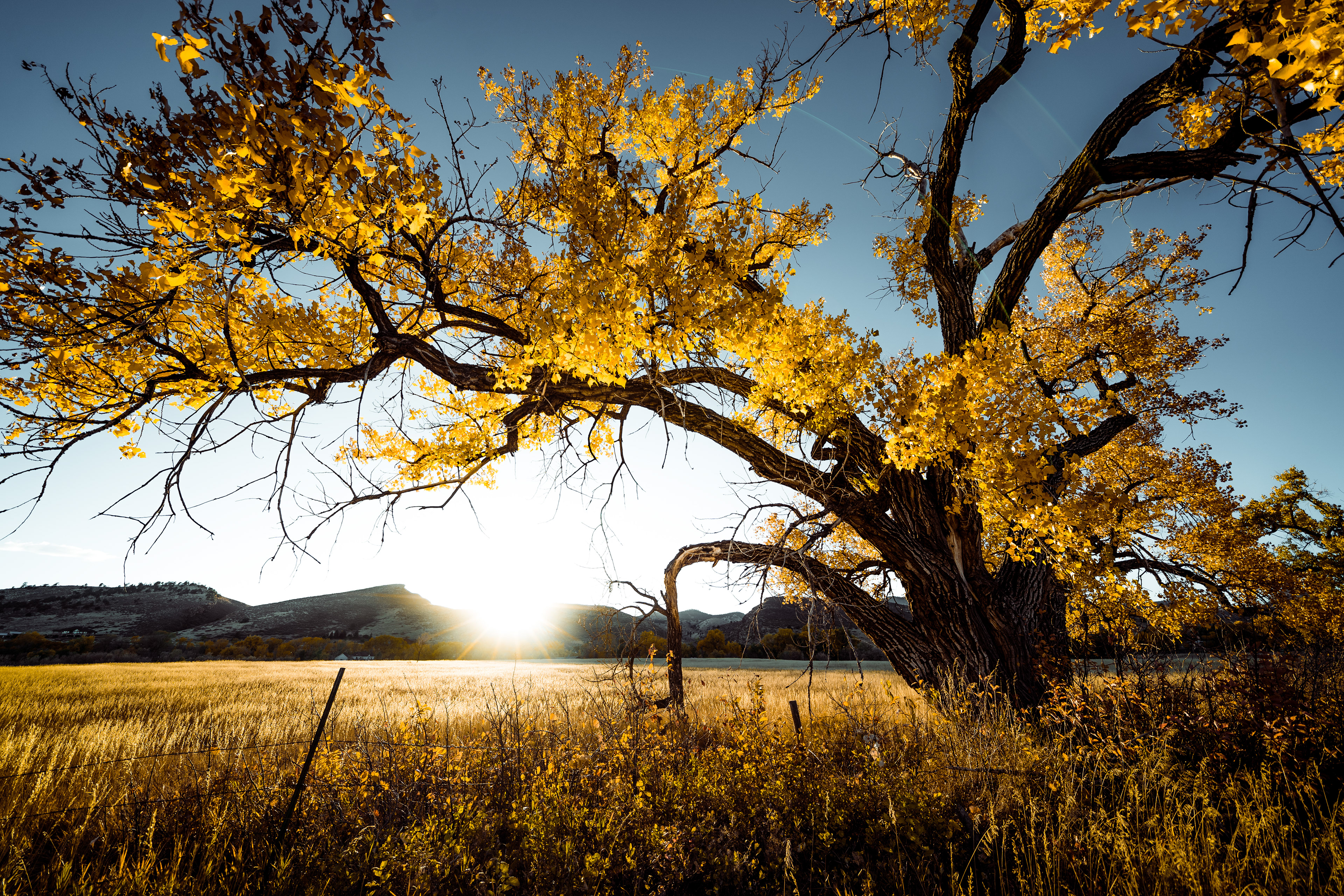 Gleaming Through The Golden Leaves