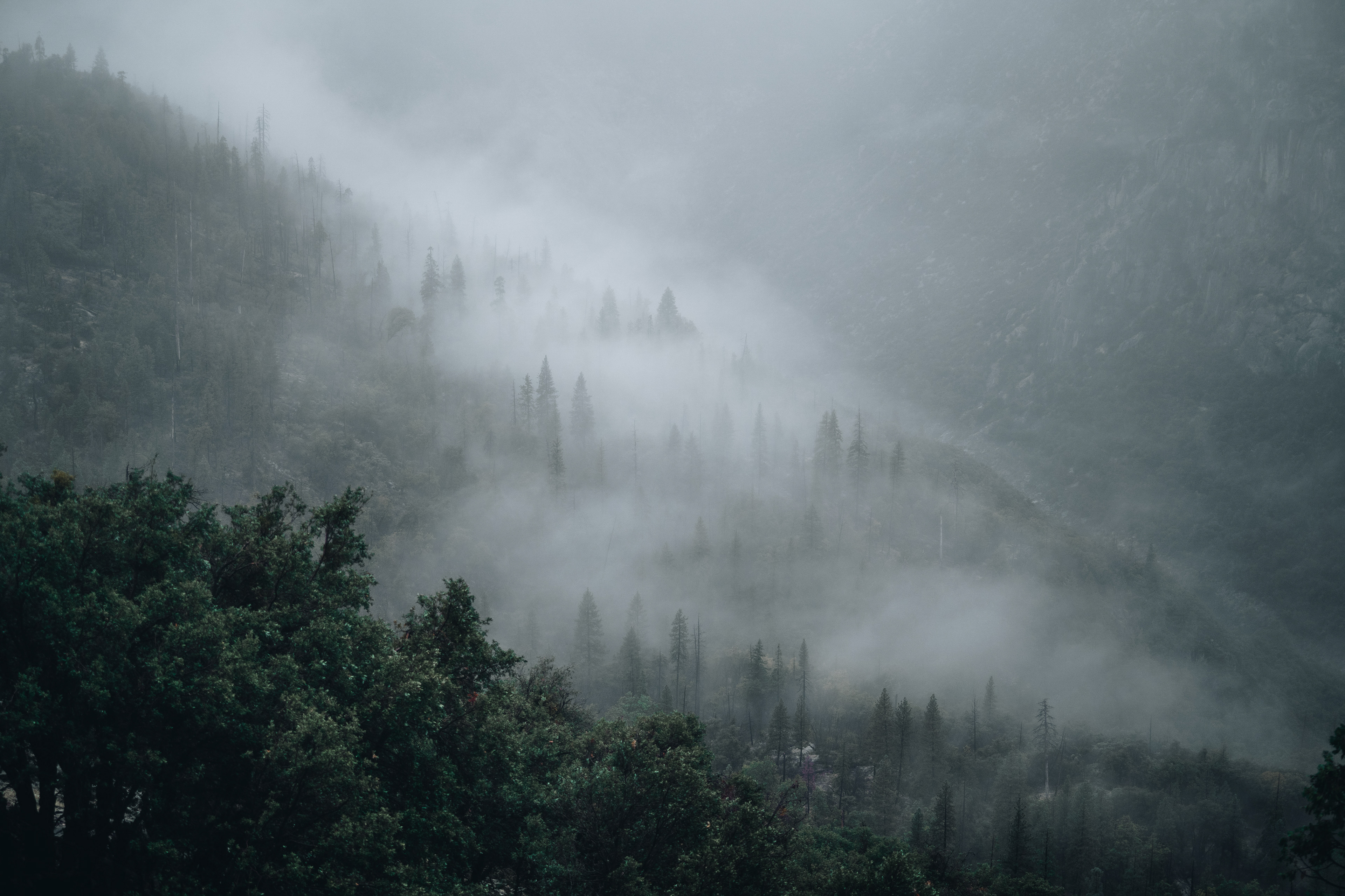 Latent Forest